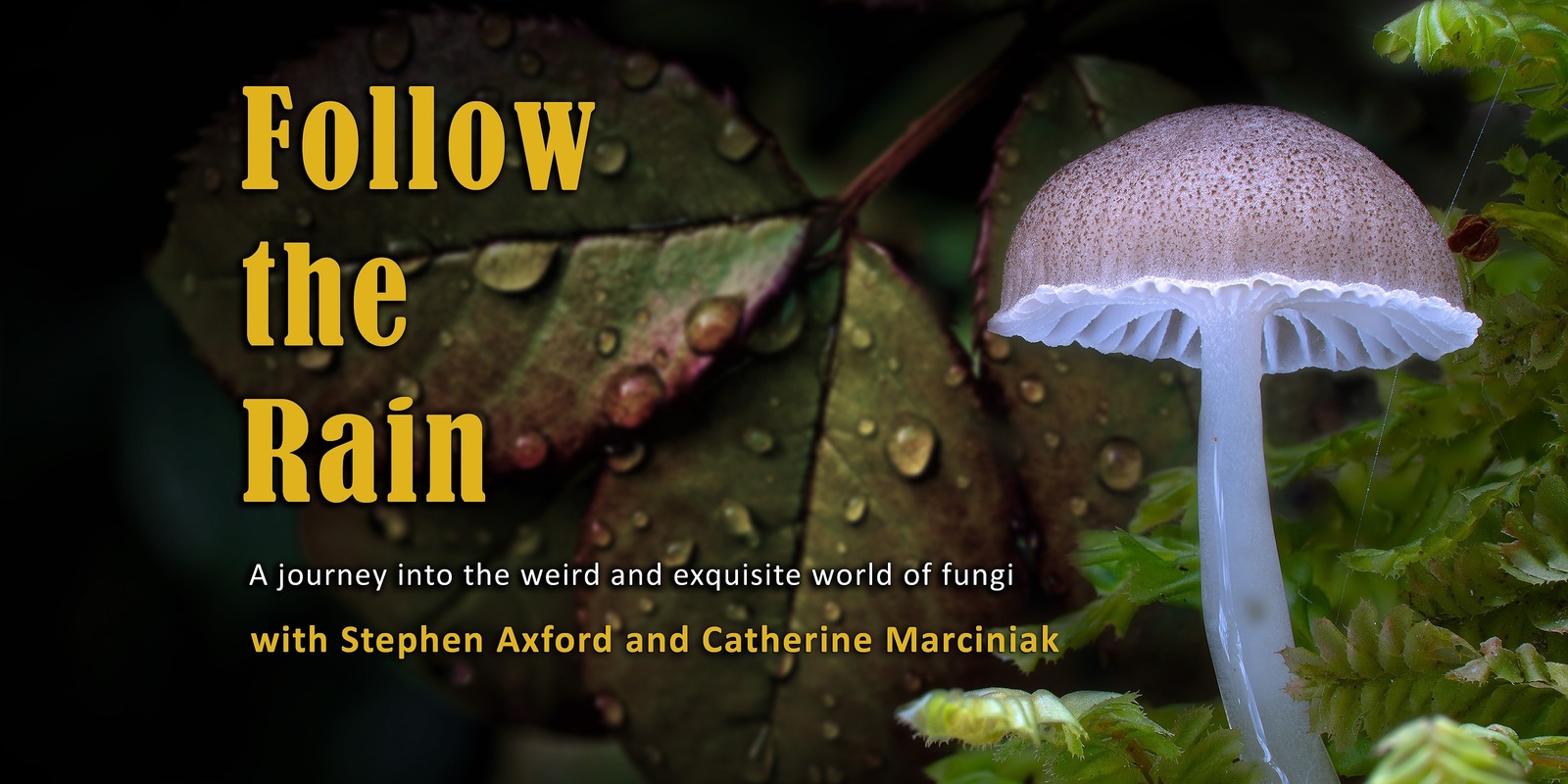 Banner image for Follow the Rain - Feature Documentary about the Wonder of Fungi - HOBART