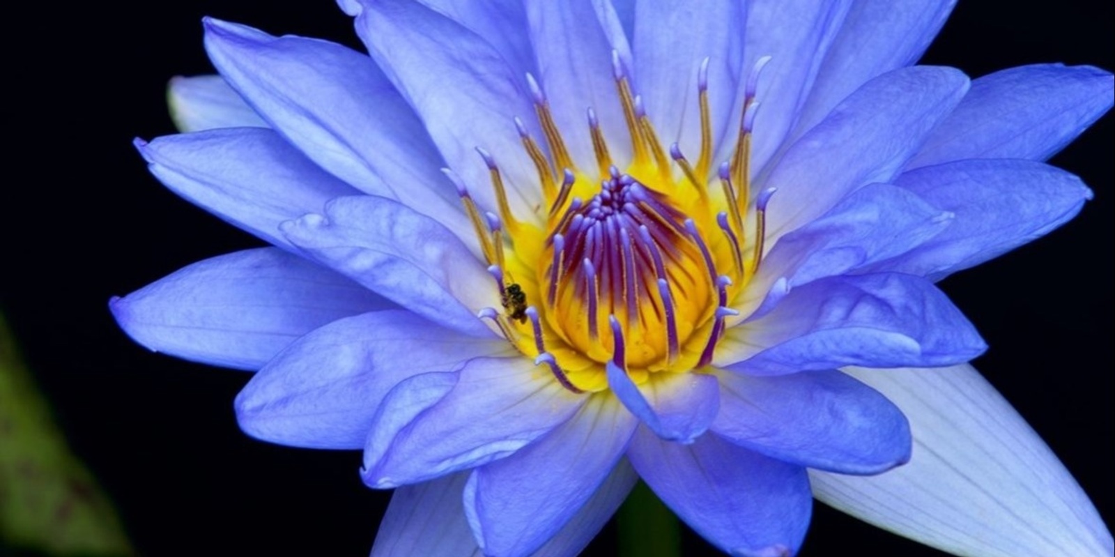 Banner image for Regulate & Meditate- A Blue Lotus Ceremony