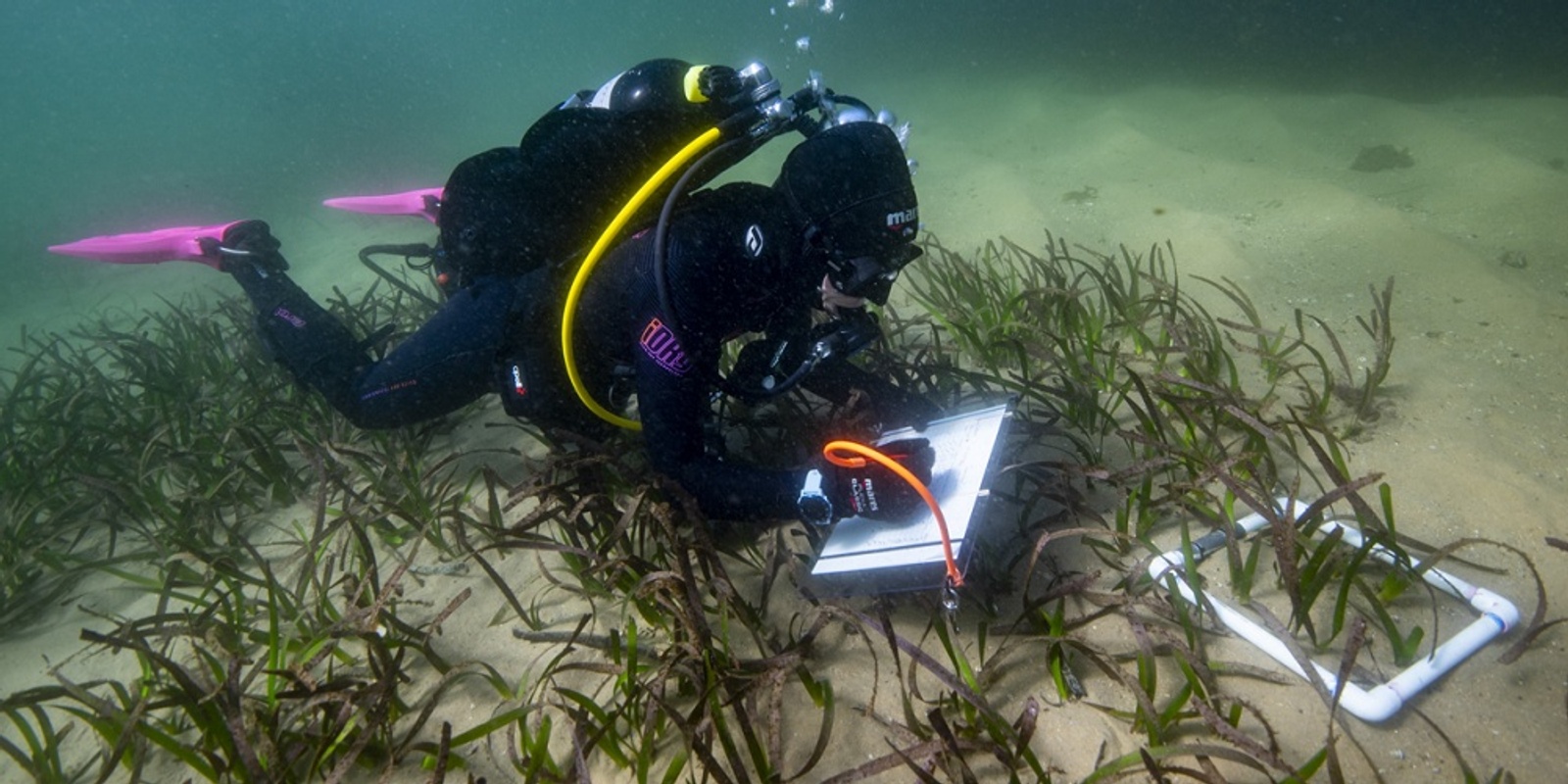 Banner image for Project Restore: Restoring Sydney Harbour Seascapes