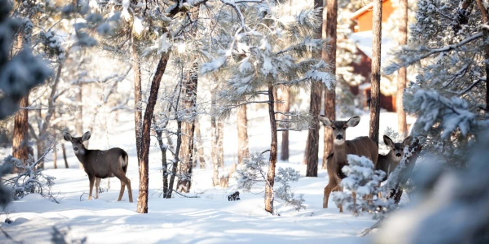 Banner image for Naturalist Trivia Night! Winter Ecology