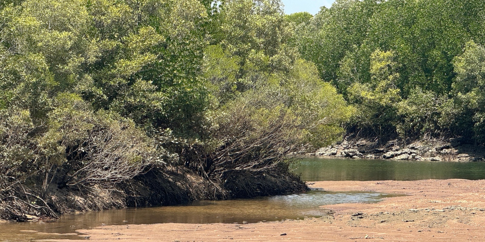 Banner image for Mangrove Celebration 2024: Lower Rapid Creek 50 years on