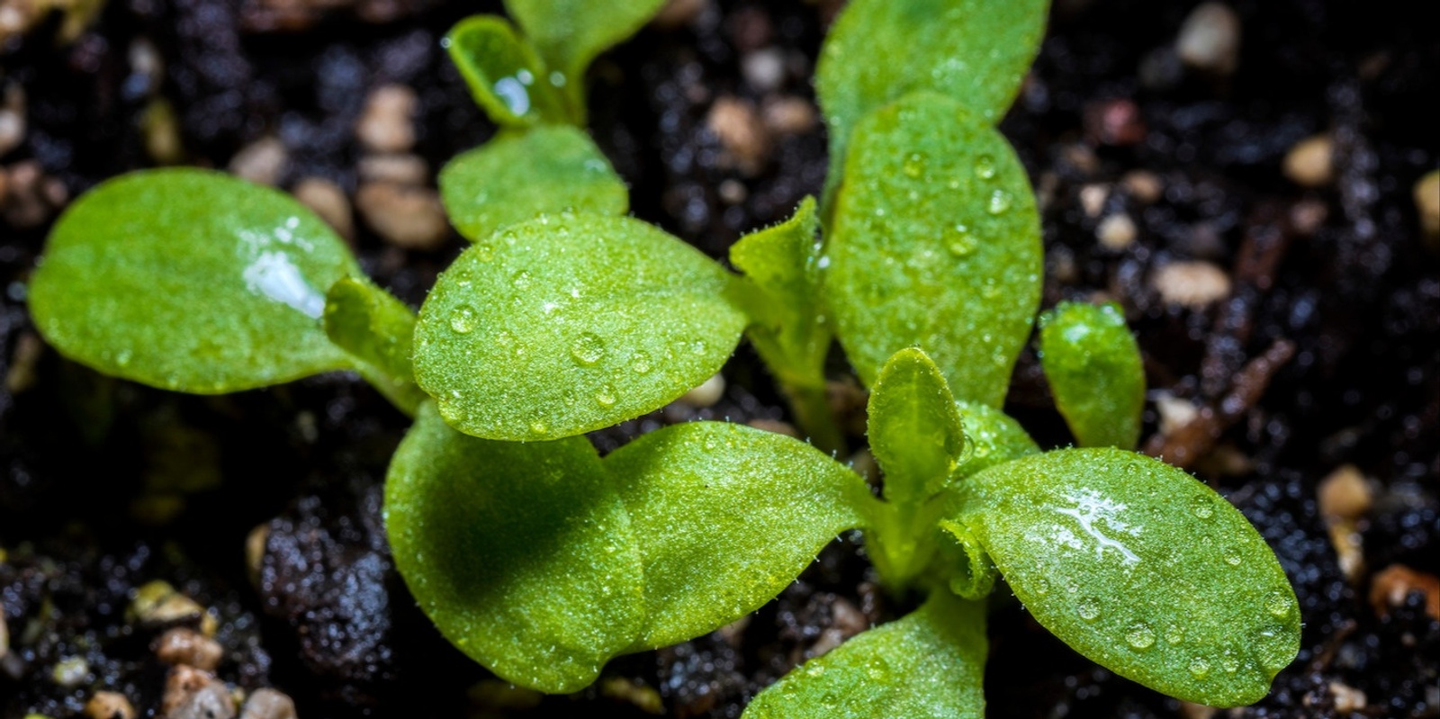 Banner image for Te oneone, te kākano me te kai: Soil, seed and food sovereignty and wellbeing