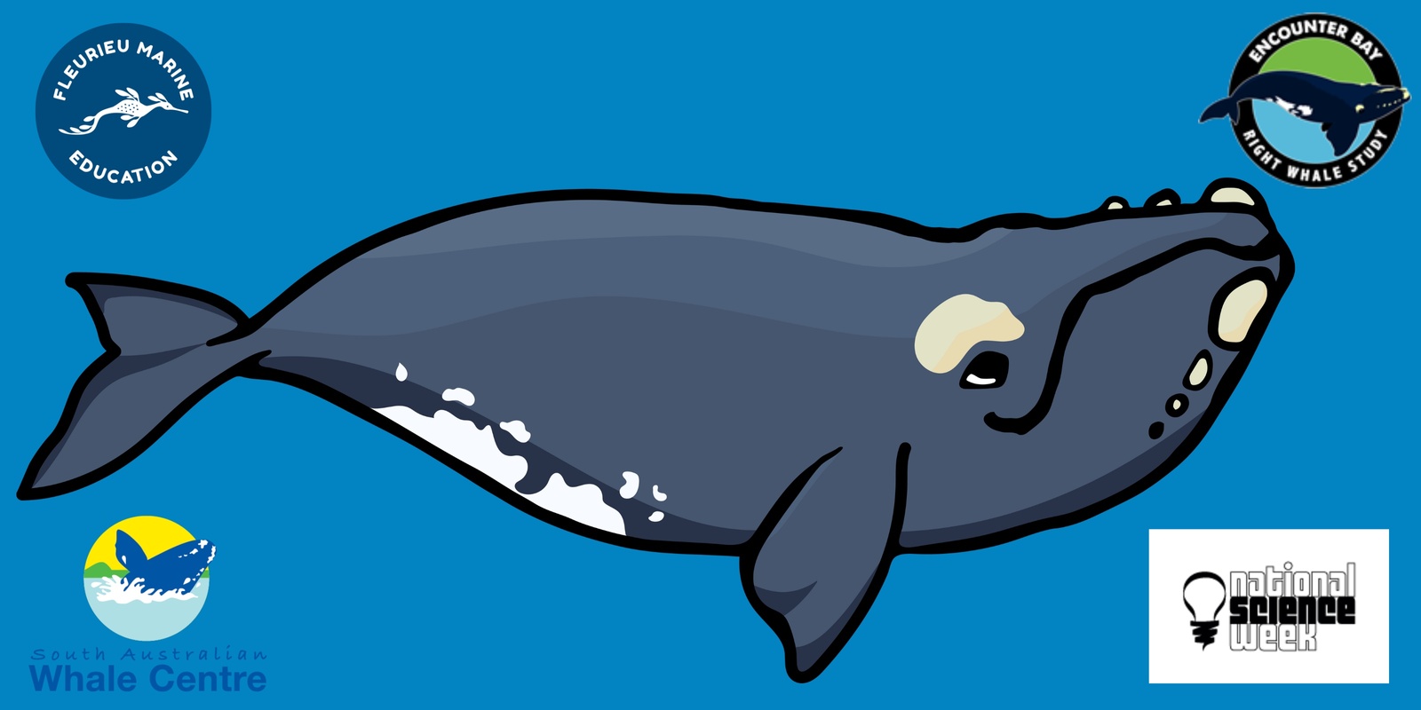 Banner image for Which Whale is That? 