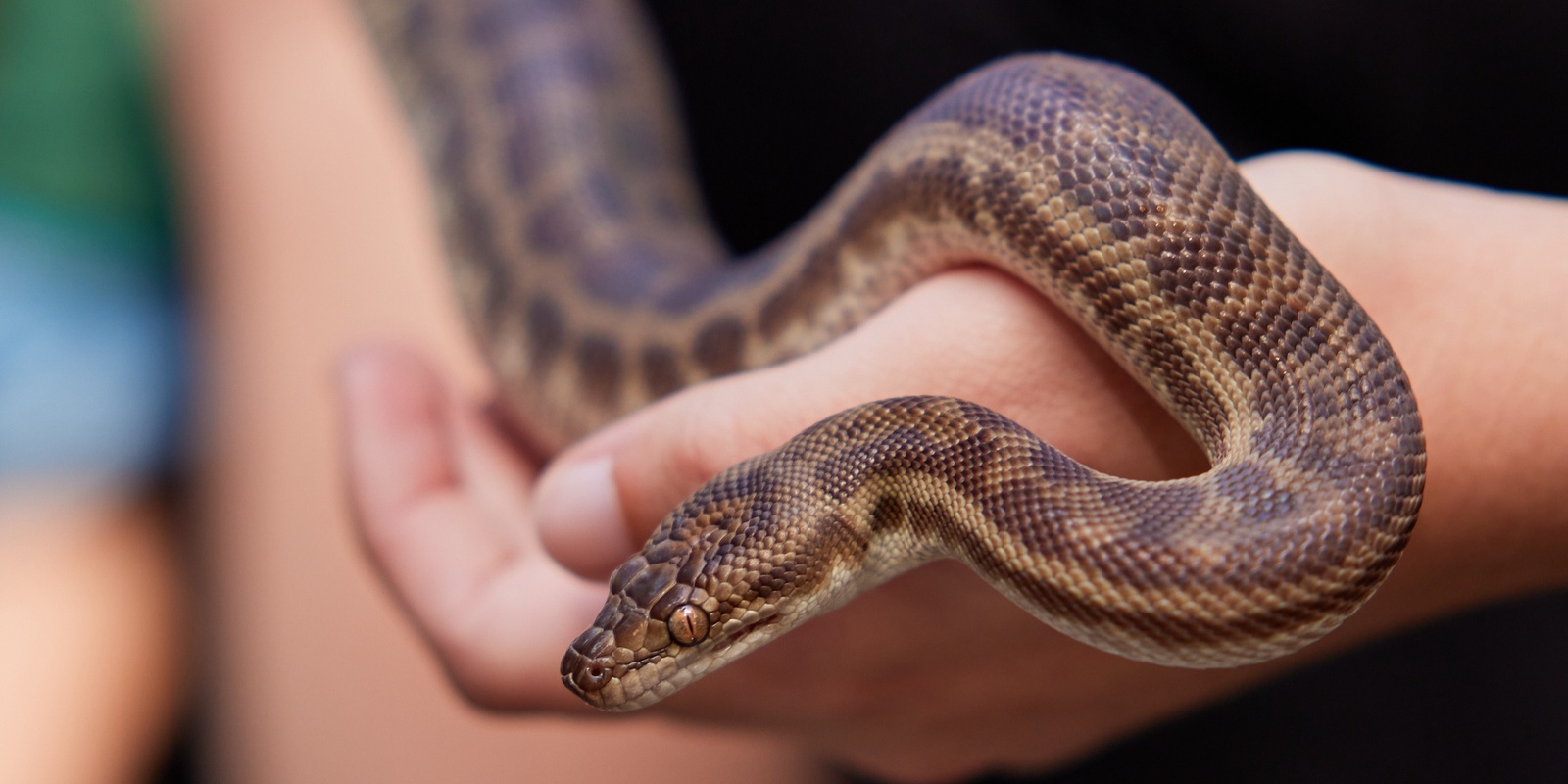 Banner image for Reptiles of Stirling presented by City of Stirling and Critters Up Close