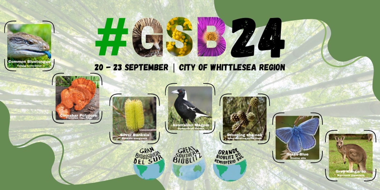 Banner image for Great Southern Bioblitz 2024: City of Whittlesea Region