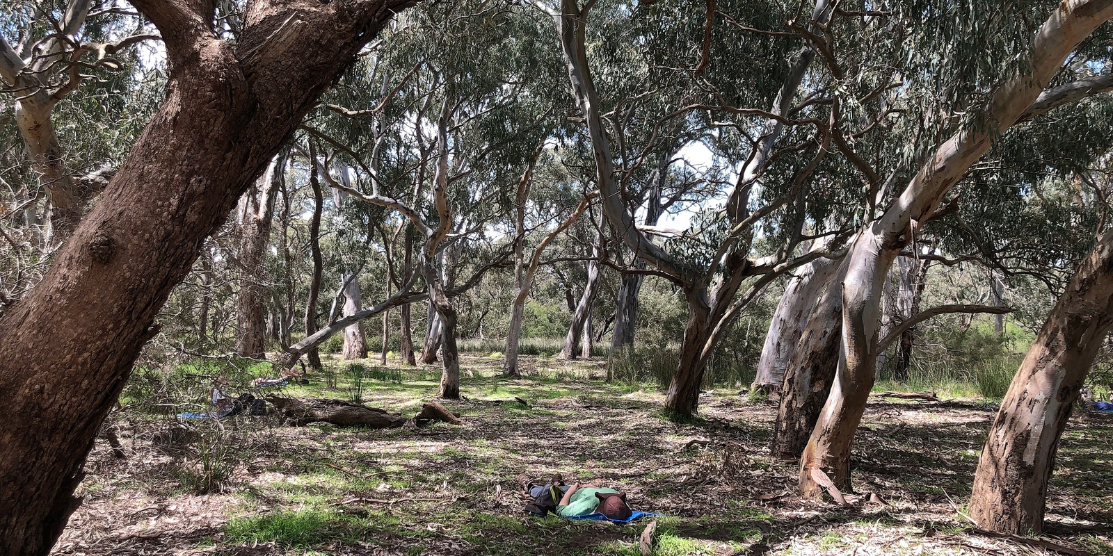 Banner image for Forest Therapy - Braeside Park