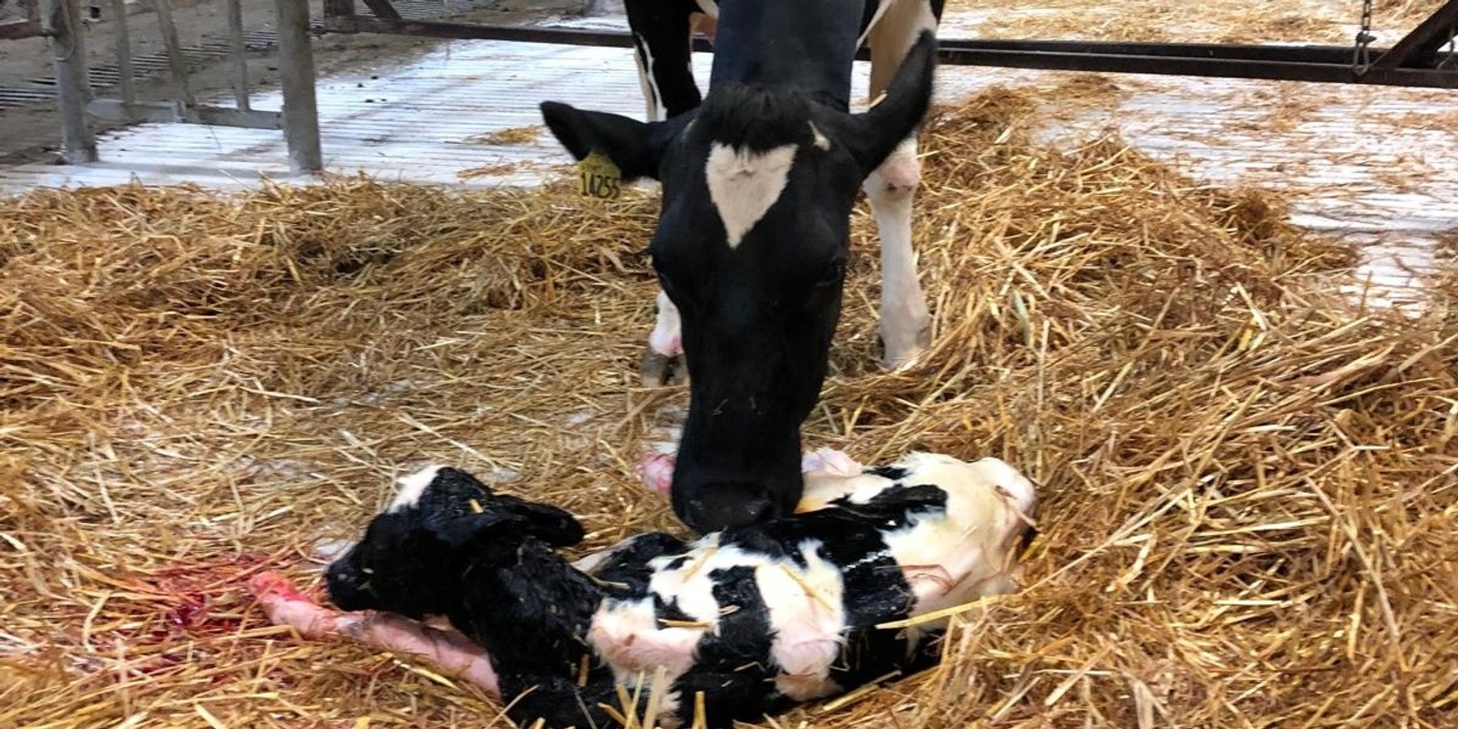 Banner image for Calving Management Practices and Neonate Care in Dairy Cattle / Practicas de manejo del parto y cuidado del neonato en el ganado lechero