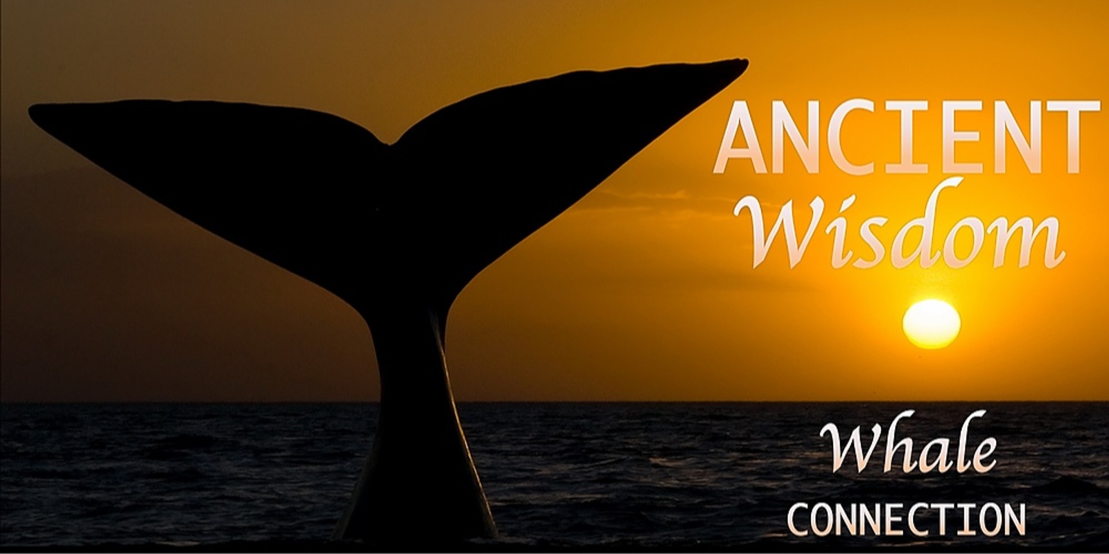 Banner image for BURLEIGH HEADS - Whale Lovers Sunrise Ancient Wisdom Whale Connection Workshop
