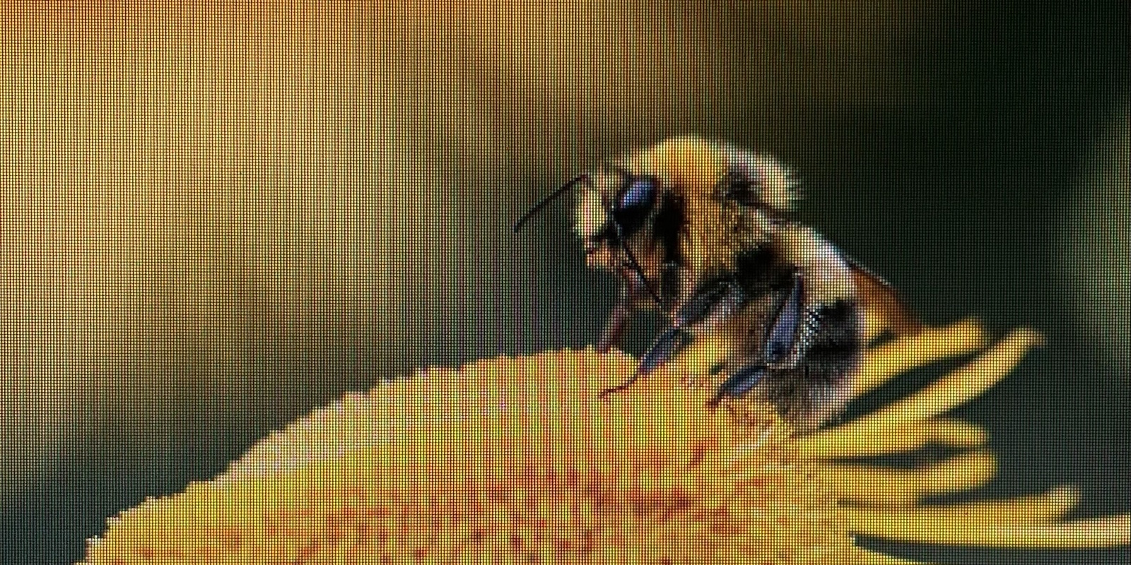 Banner image for Wings of Wisdom: Bee Keeping Talk by local Bee Keeper, Fiona Hasselman