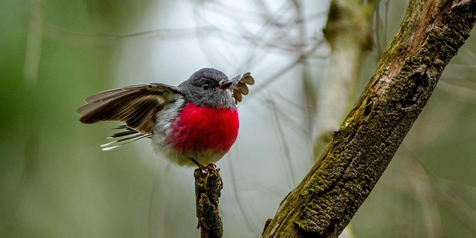 Banner image for Breakfast with the birds