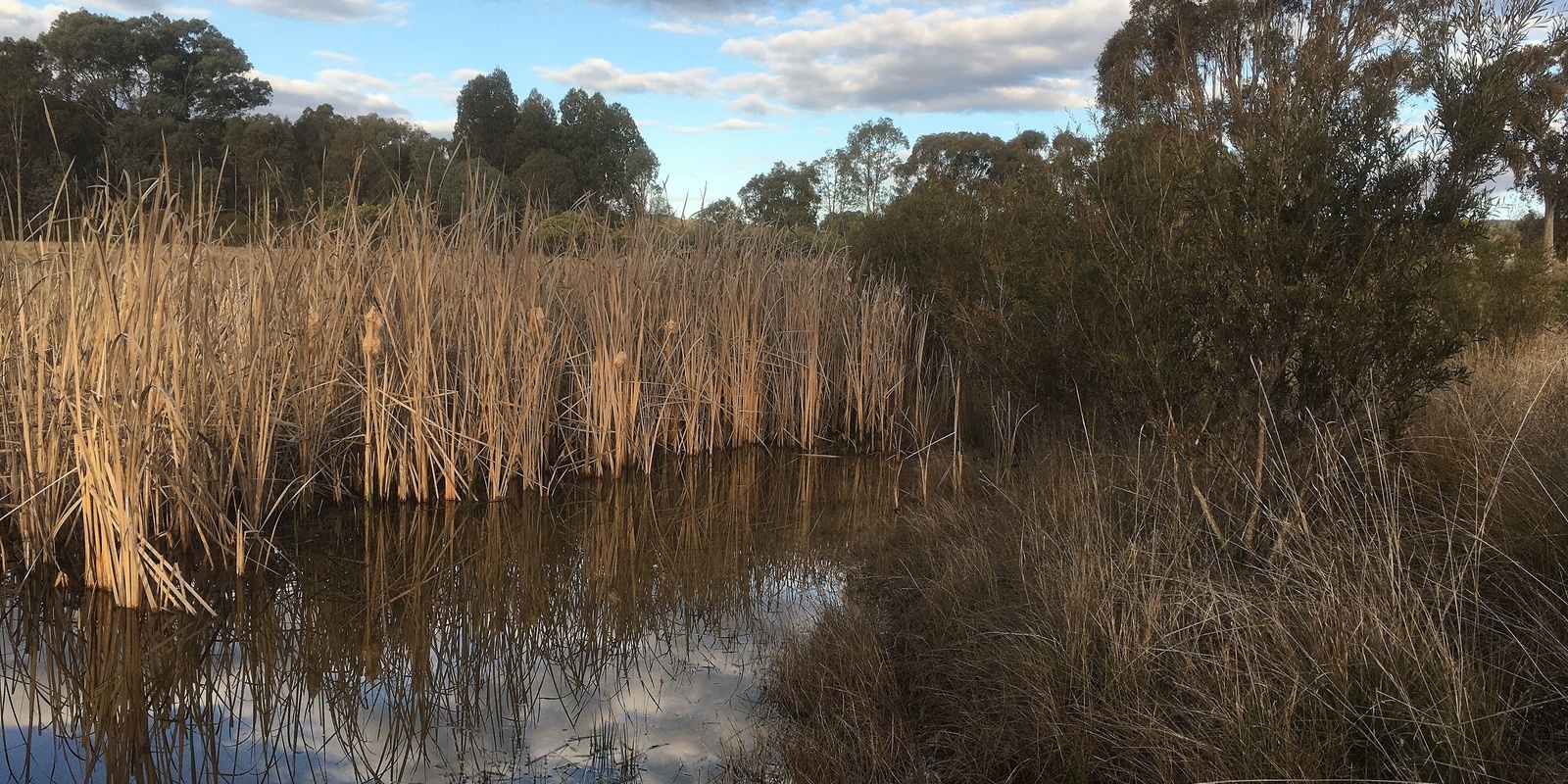 Banner image for Wooragee Frogs and their Habitat