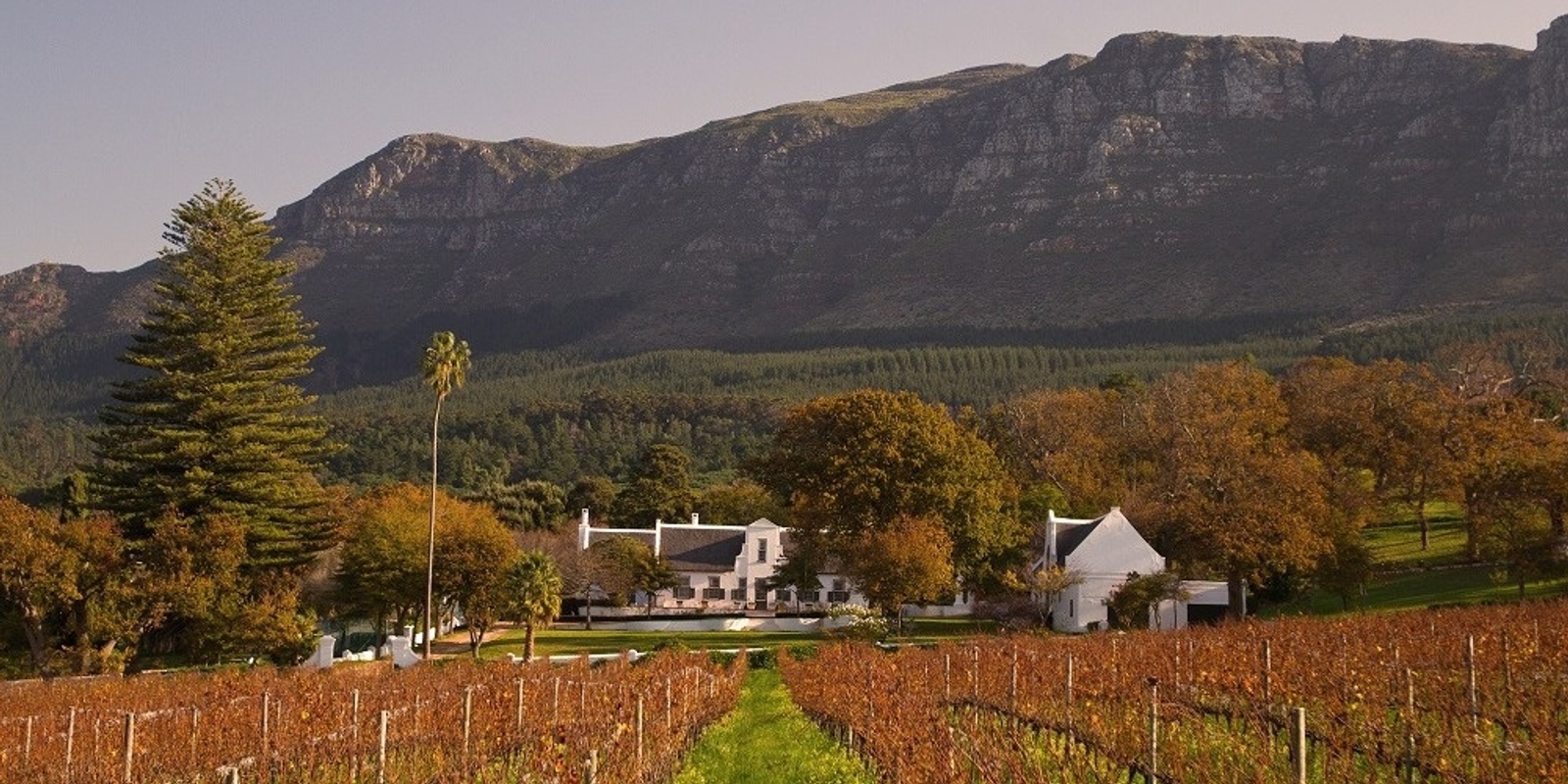 Banner image for South African Wine Safari: A Masterclass [SA]