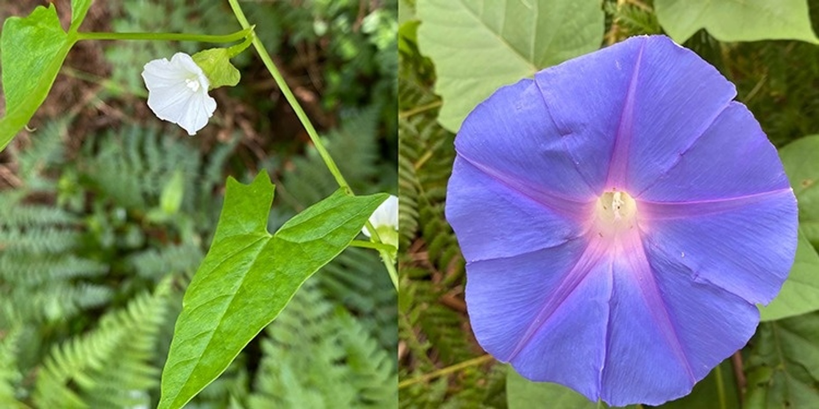 Banner image for Natives versus Weeds 