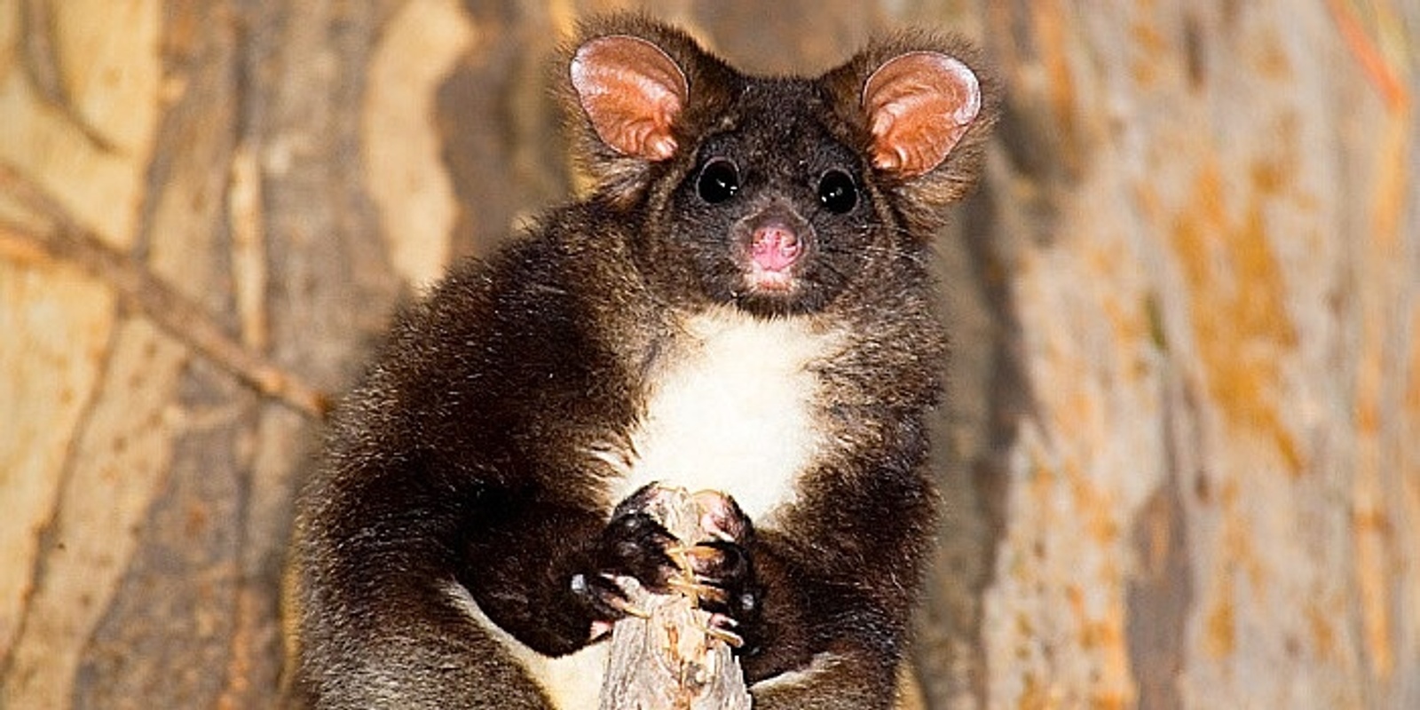 Banner image for Stanley Landcare Southern Greater Glider Walk 