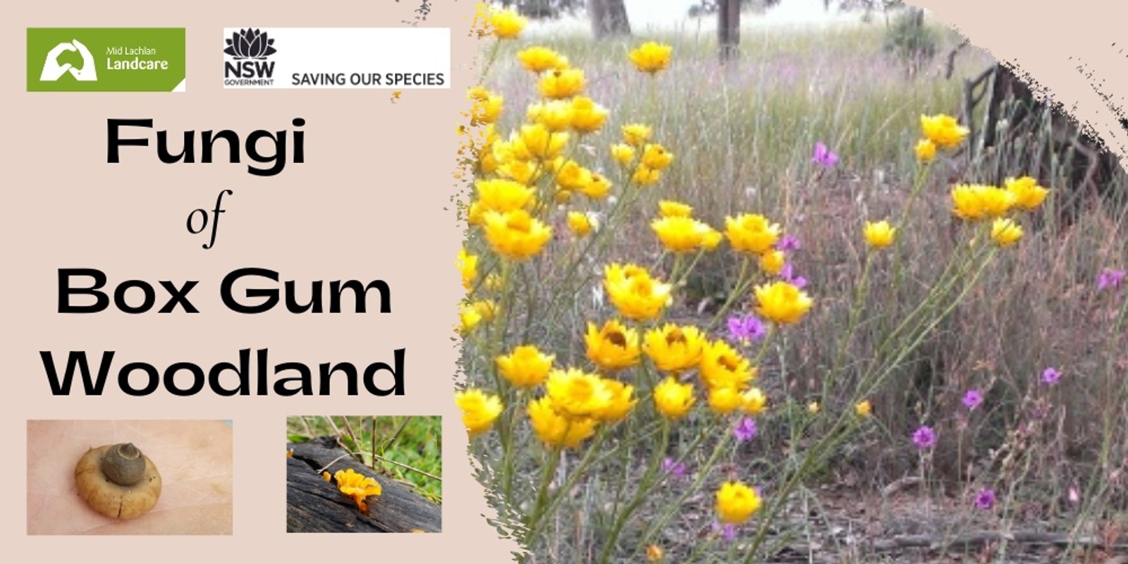 Banner image for Fungi of Box Gum Grassy Woodlands - Fungi Survey Afternoon