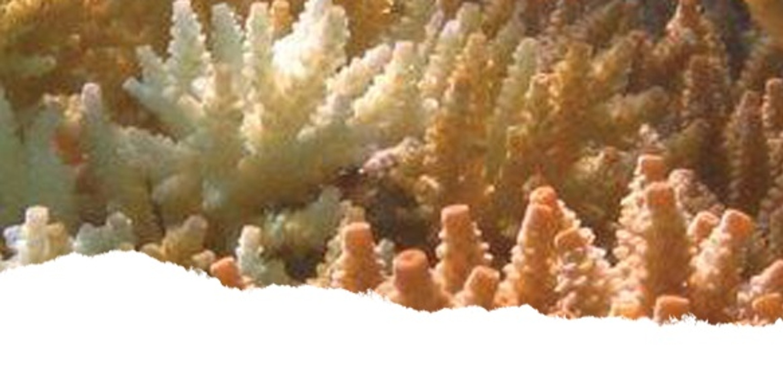 Banner image for WPSQ Brisbane Branch December meeting with CoralWatch