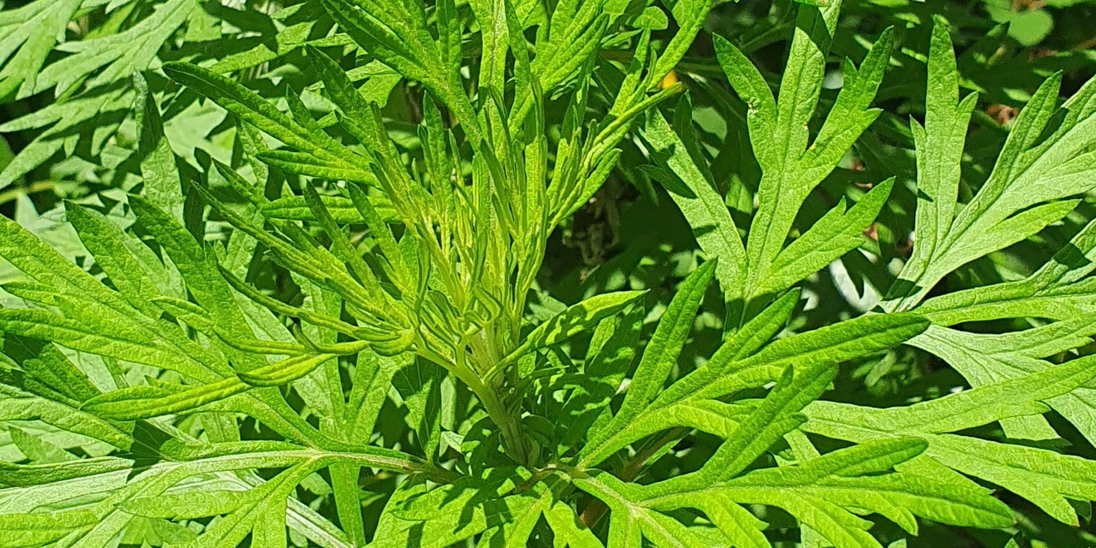 Banner image for Mugwort Workshop - Grow, Harvest, Dry, Store and Explore - Saturday 7th December