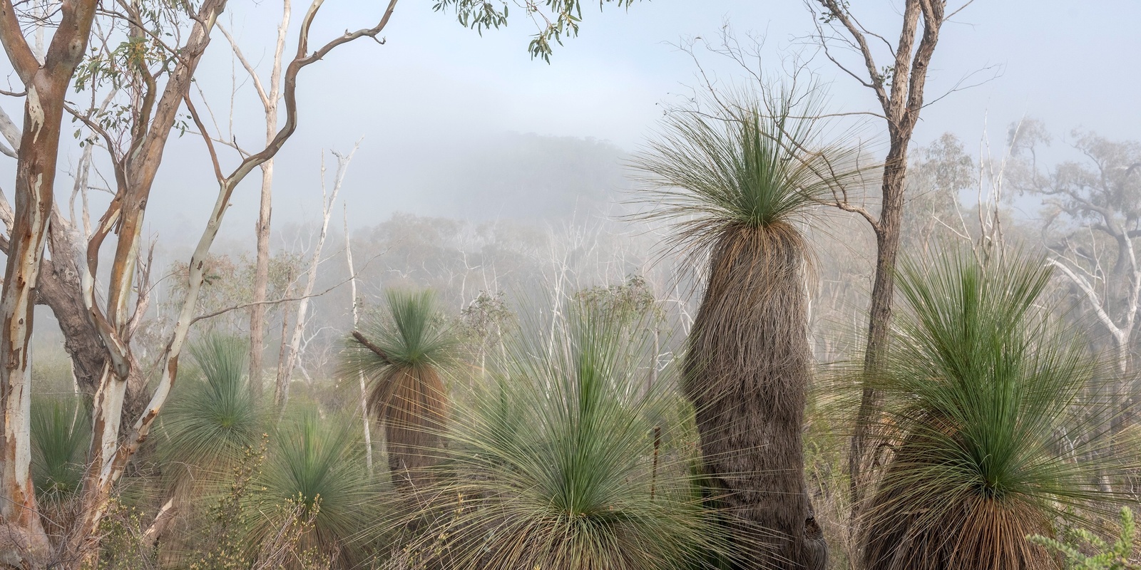 Banner image for Celebrating Grass-trees 