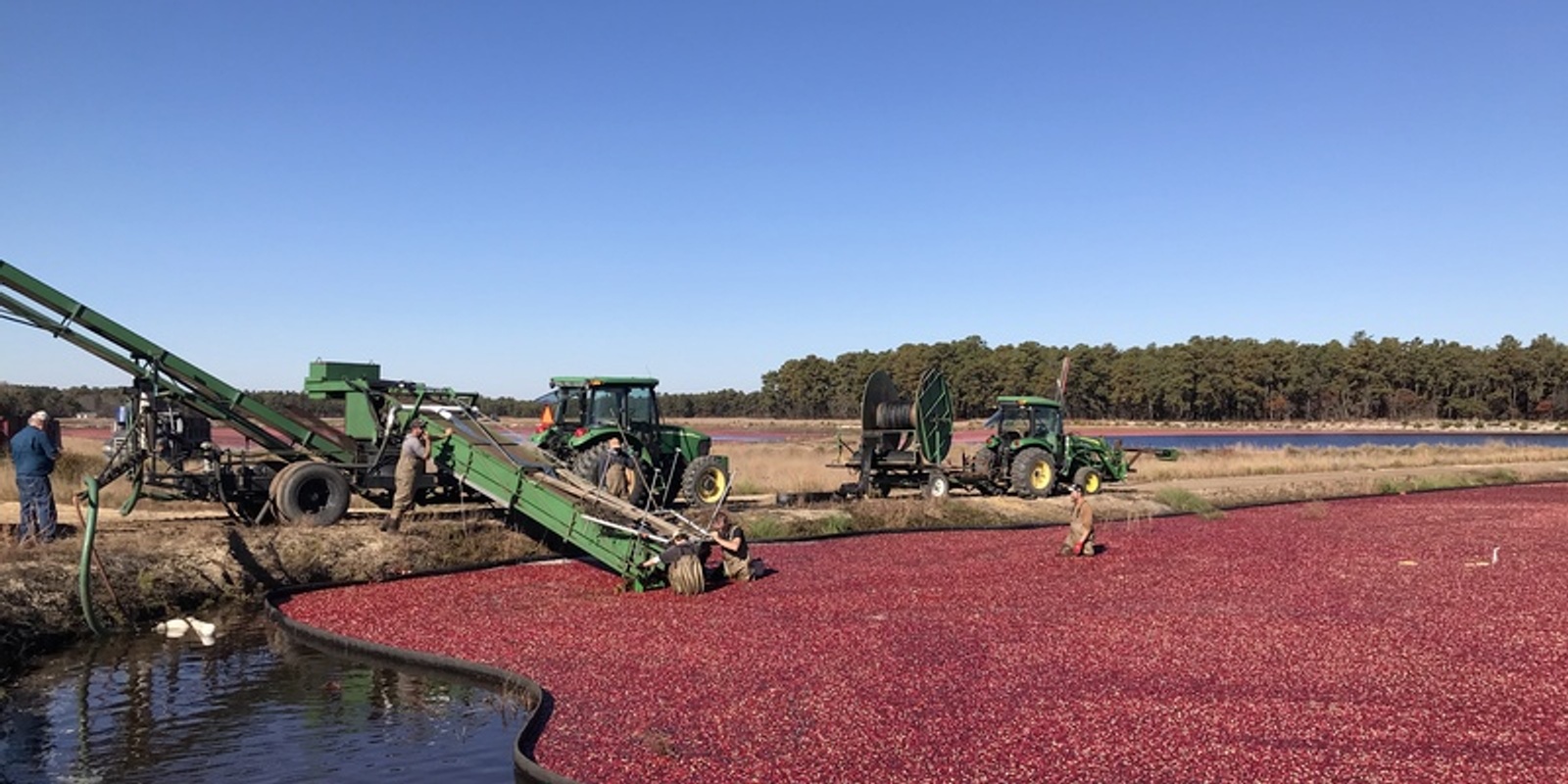 Banner image for Cranberry Harvest Tours