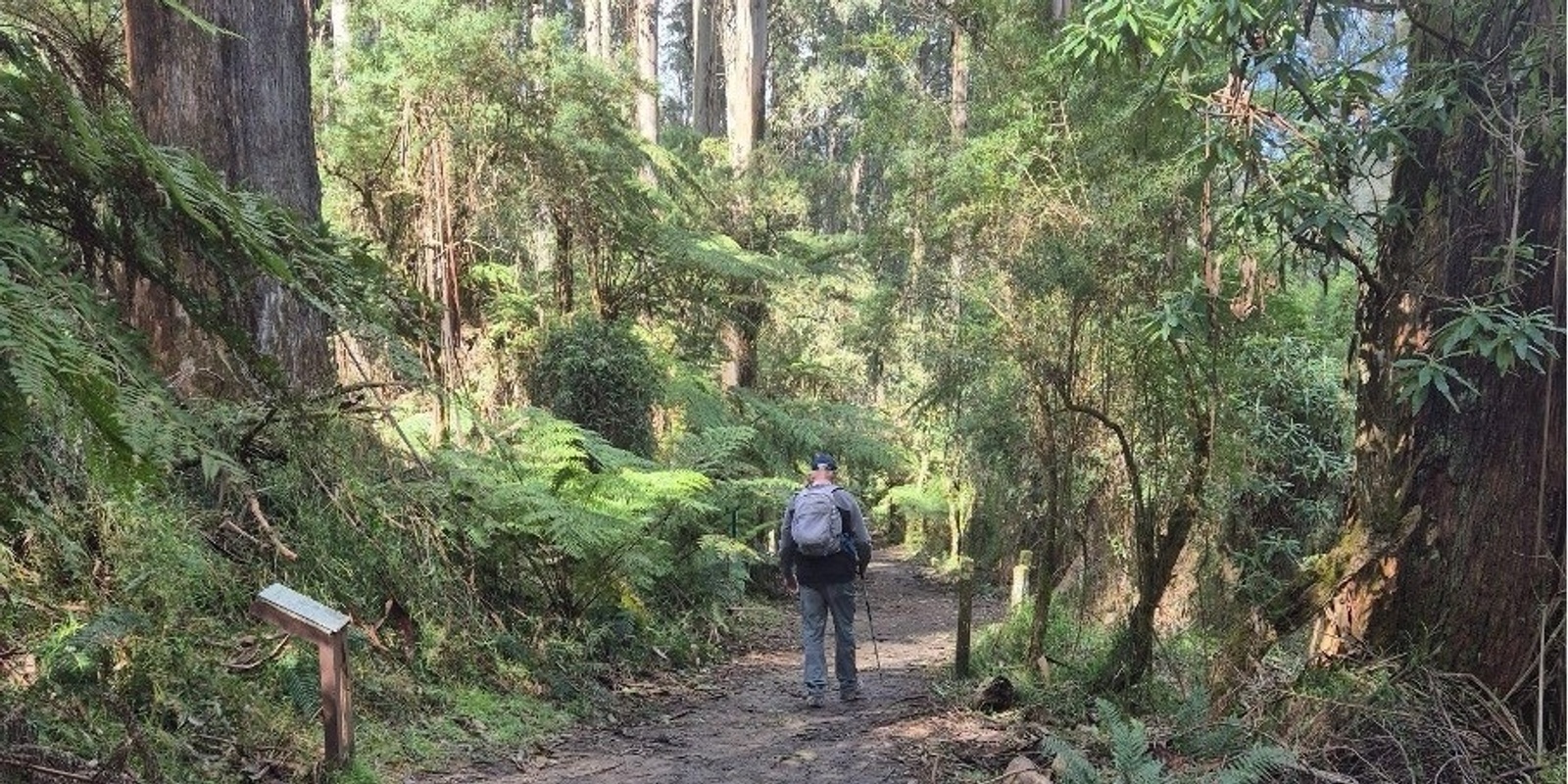 Banner image for Explore the Splendour of Sherbrooke Forest - Grade 3 (Medium)