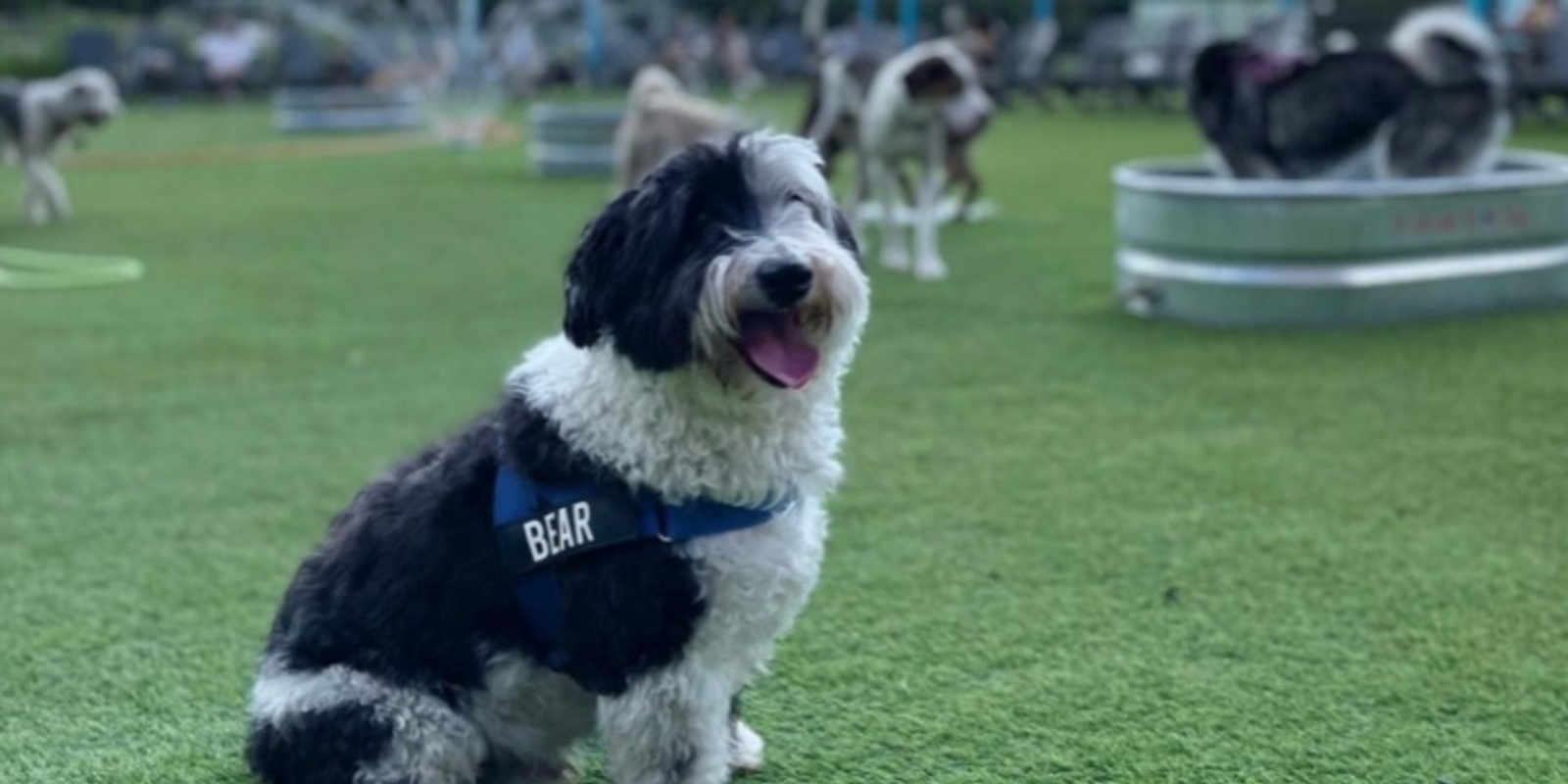 Banner image for Sheepadoodle Meet-up