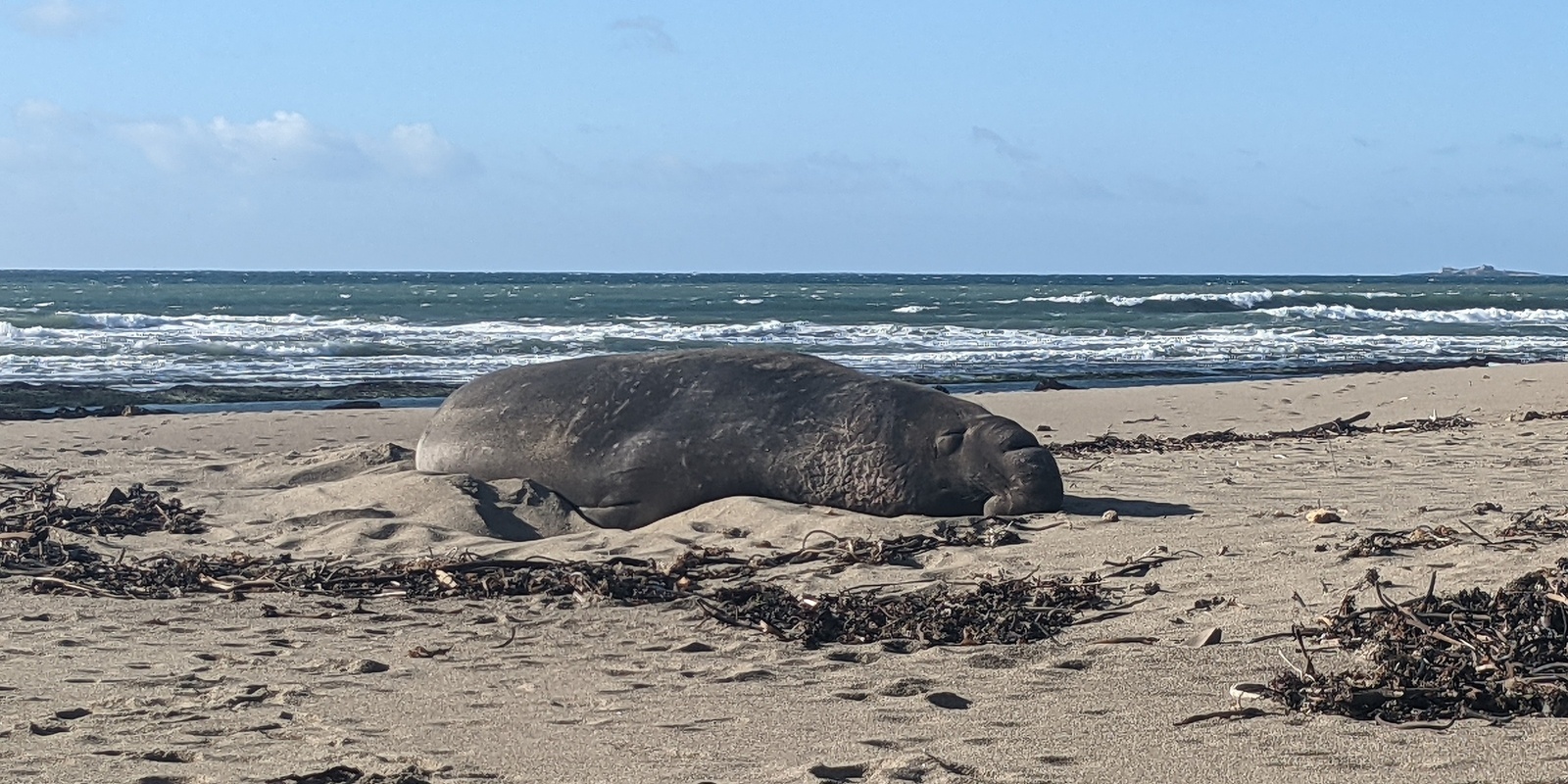 Banner image for Elephant Seal Tour - Queer Hike at Año Nuevo