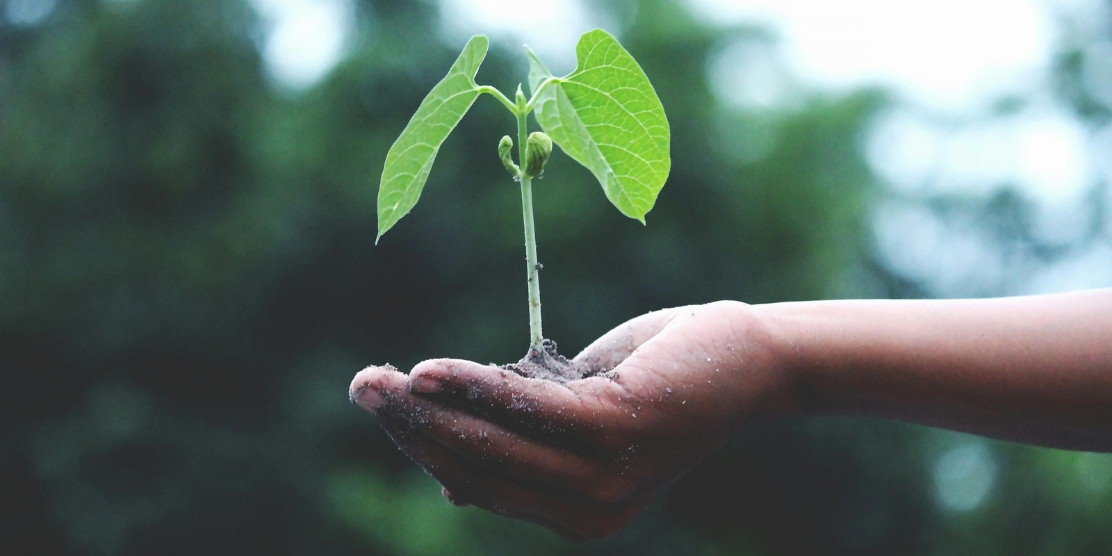 Banner image for Multicultural EcoStory: Melbourne climate tour and storytelling