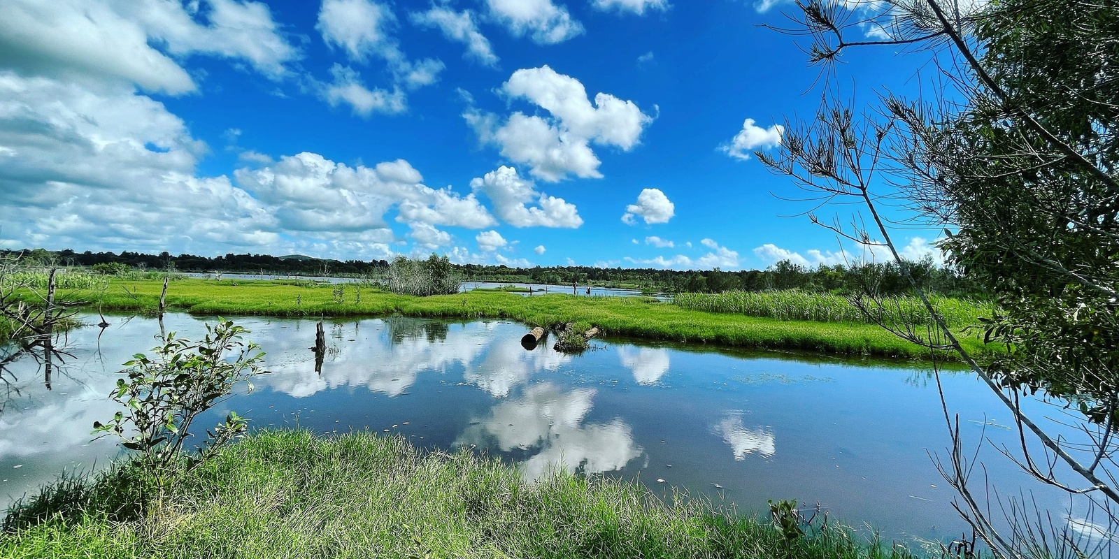 Banner image for Yandina Creek Wetlands Tour 