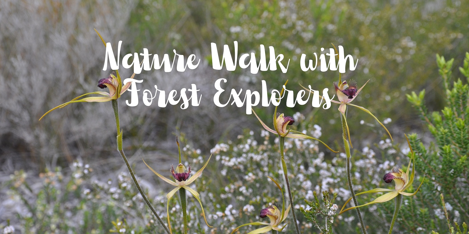Banner image for Nature Walk with Forest Explorers