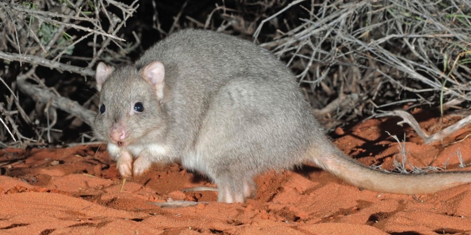 Banner image for Walking with Yookamurra's Bettongs, Bilbies and Numbats