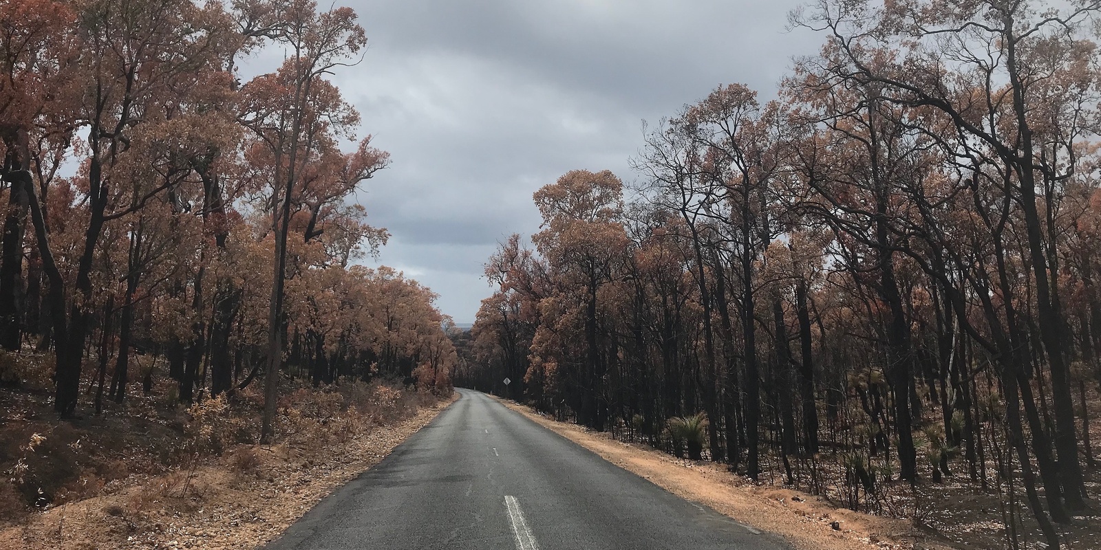 Banner image for Fire and Earth  ---  fire effects on soil fungal and plant community diversity 