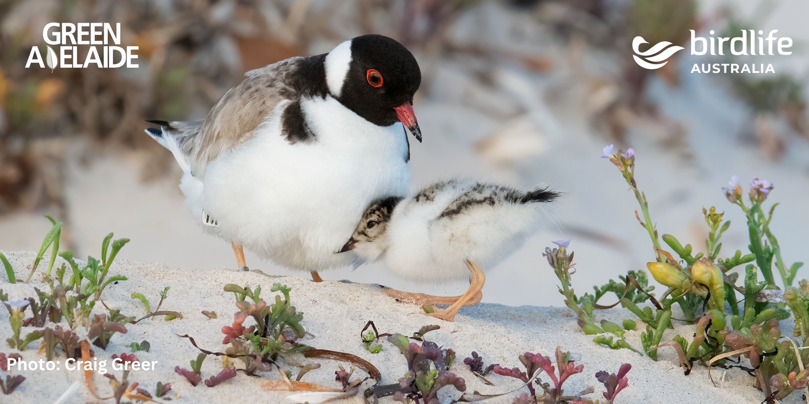 Banner image for Bird Talk & Beach Walk – Meet the Beach-Nesting Birds of Goolwa