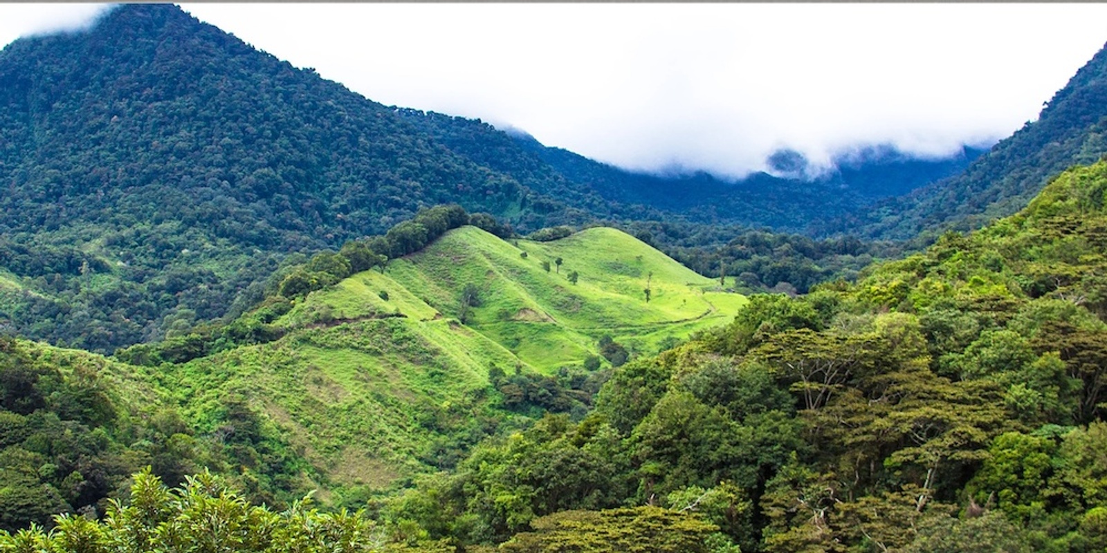 Banner image for Do you even cup bro? Panama Coffee Cupping Challenge