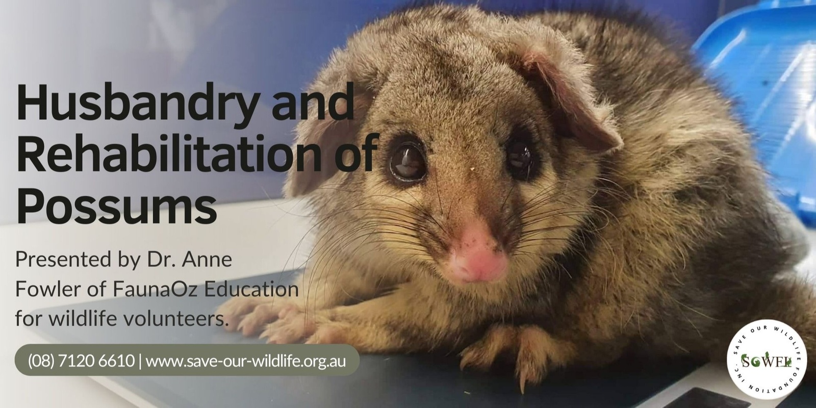 Banner image for Husbandry and Diseases of Possums presented by Dr. Anne Fowler