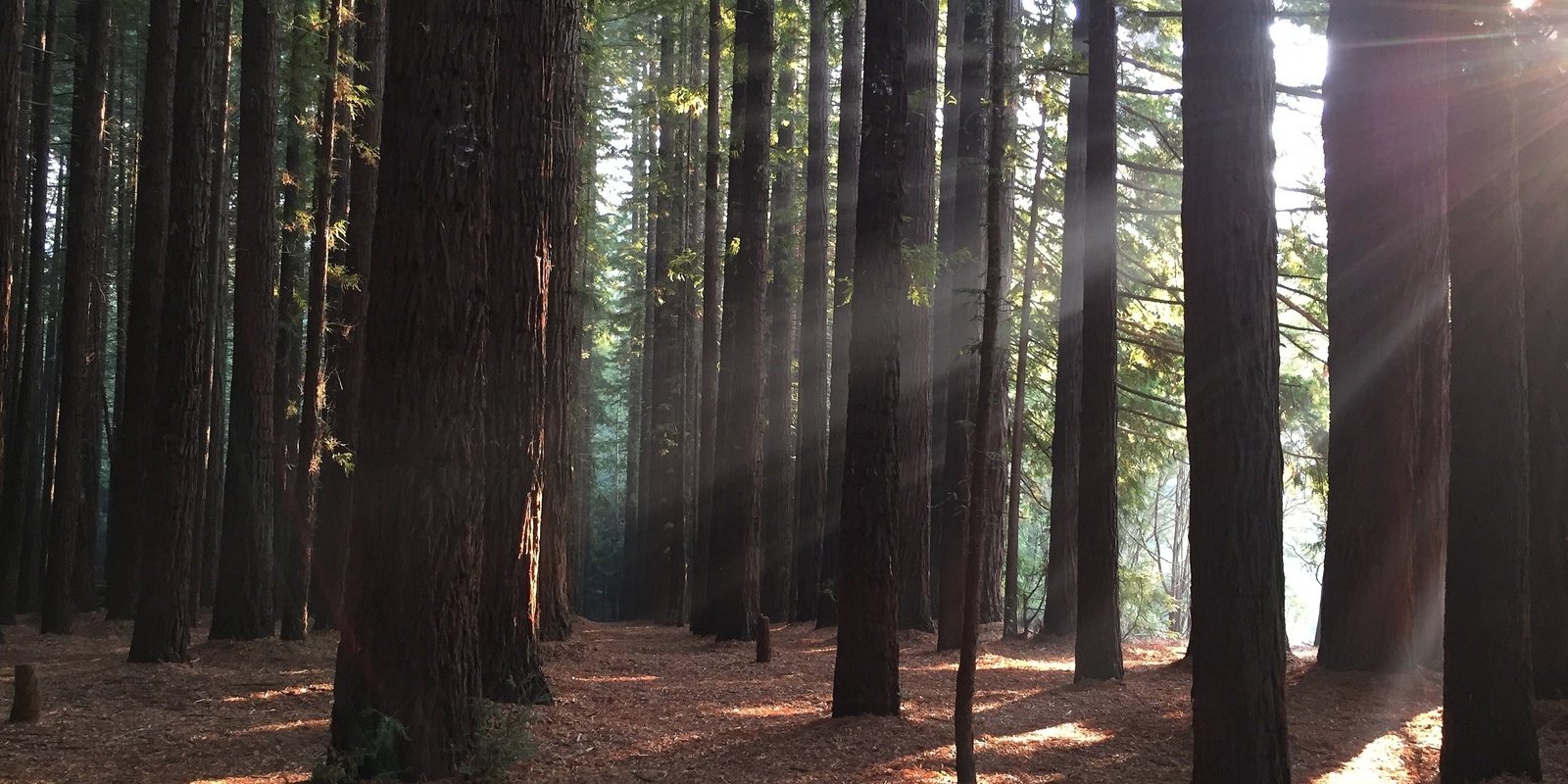 Banner image for O’Shannassy Aqueduct -Redwood Forest walk - Grade 2 (Easy)