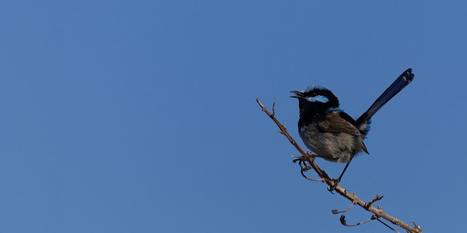 Banner image for The Joy of Birds in your Garden and How to Attract Them