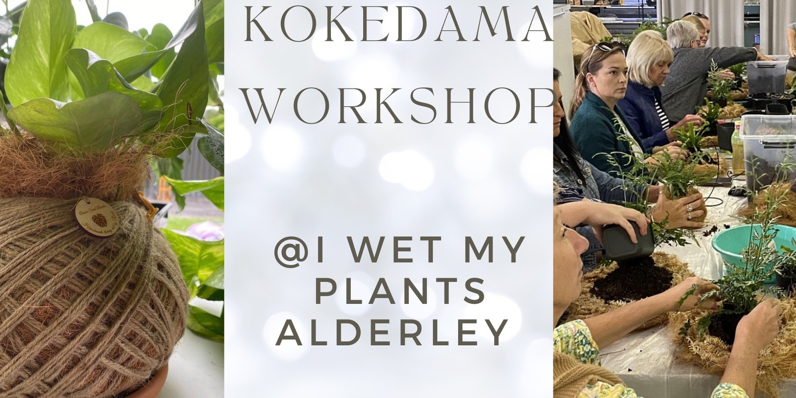 Banner image for Kokedama Moss ball Workshop