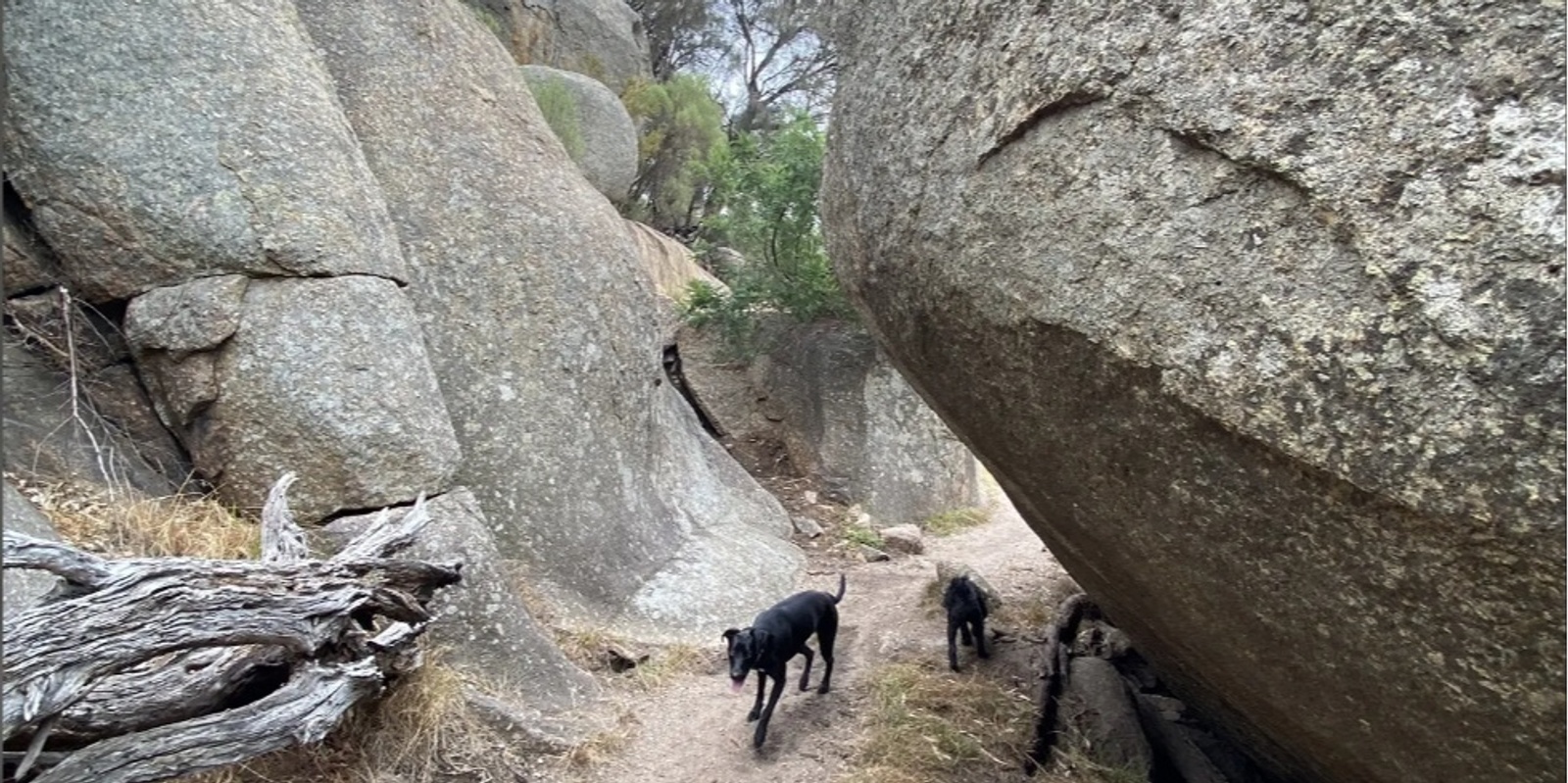 Banner image for WMSS You Yangs Regional Park Doggo Hike 