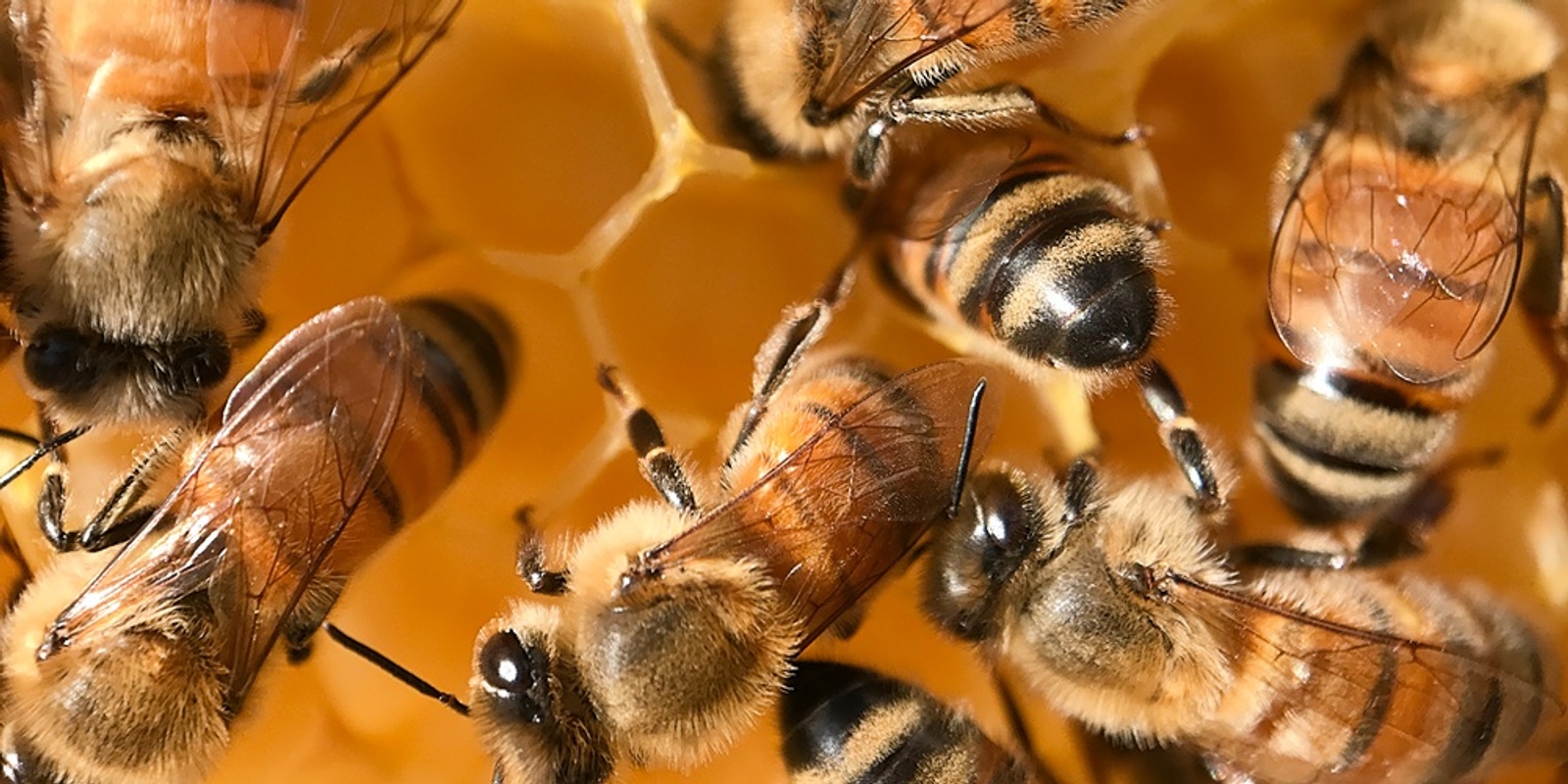 Introduction to Beekeeping Course Friday 14th October