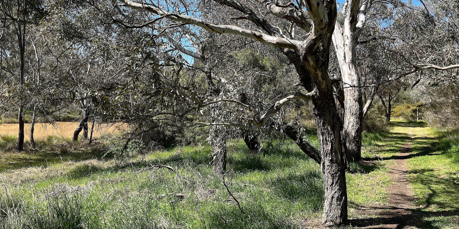 Banner image for 6/5 Mile Creek Community Stewardship Morning