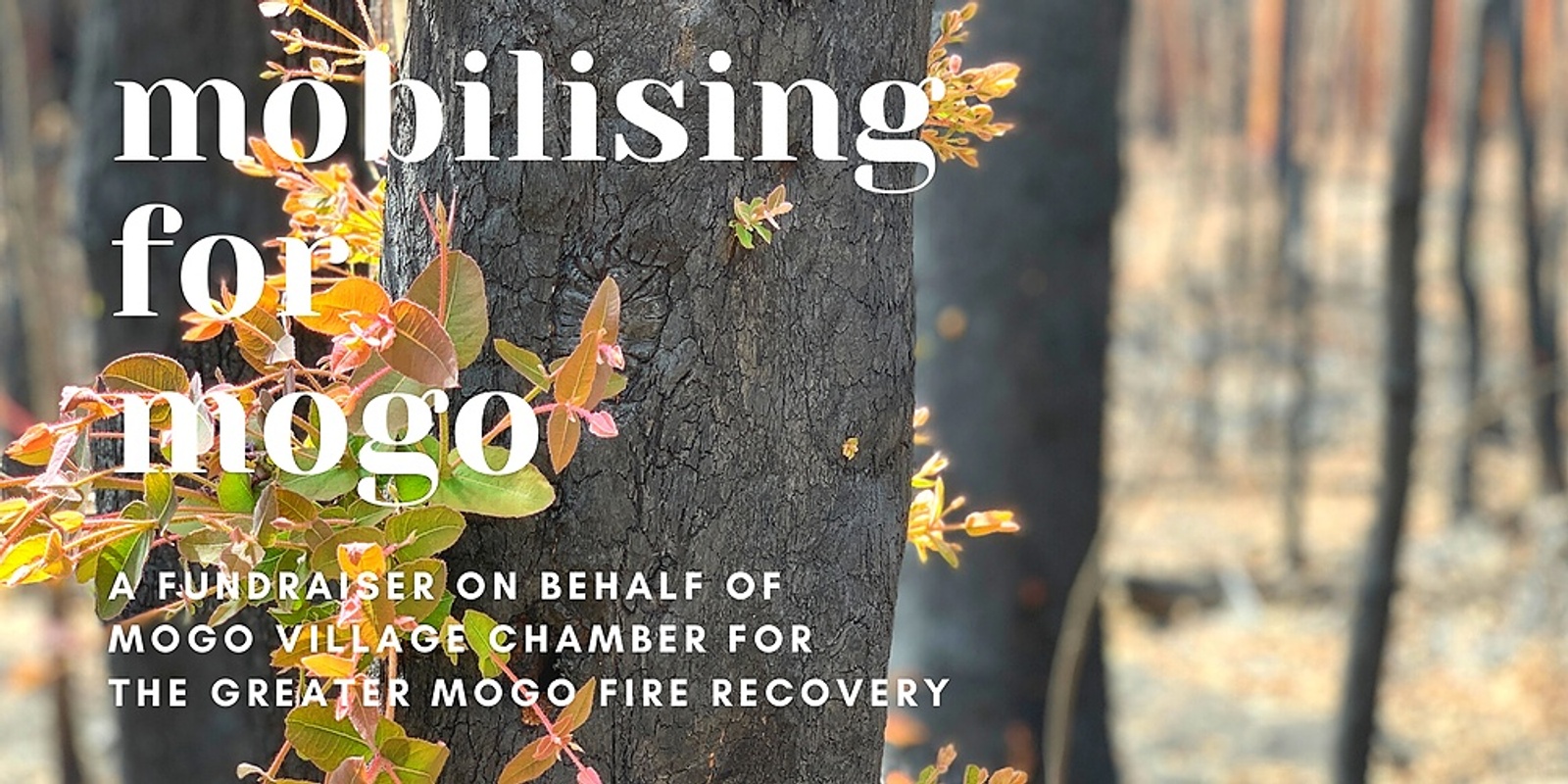 Banner image for Support Greater Mogo Fire Recovery
