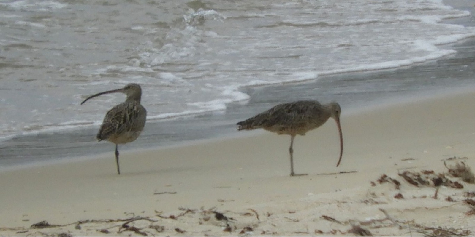 Banner image for BirdLife Southern NSW Webinar and AGM 2024