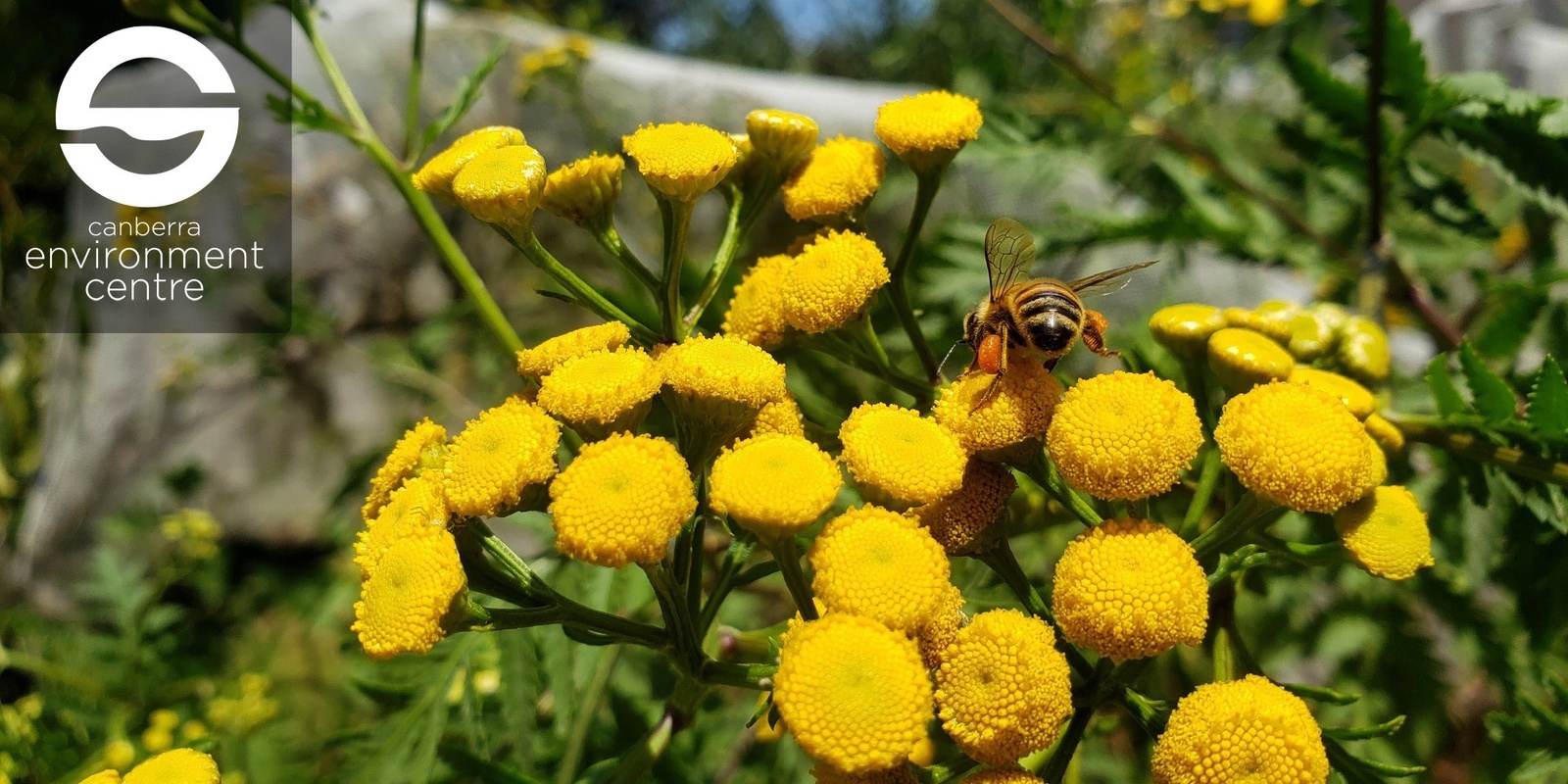 Banner image for Create a Pollinator Friendly Garden