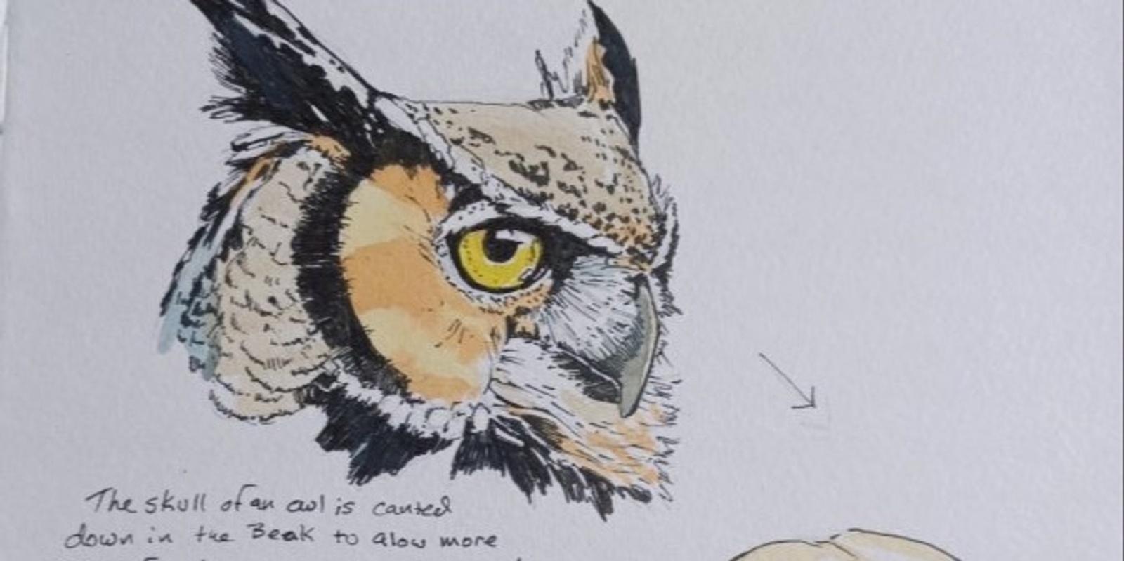 Banner image for Tips, Tricks, and Techniques for Sketching in Your Nature Journal with Jason C. Poole