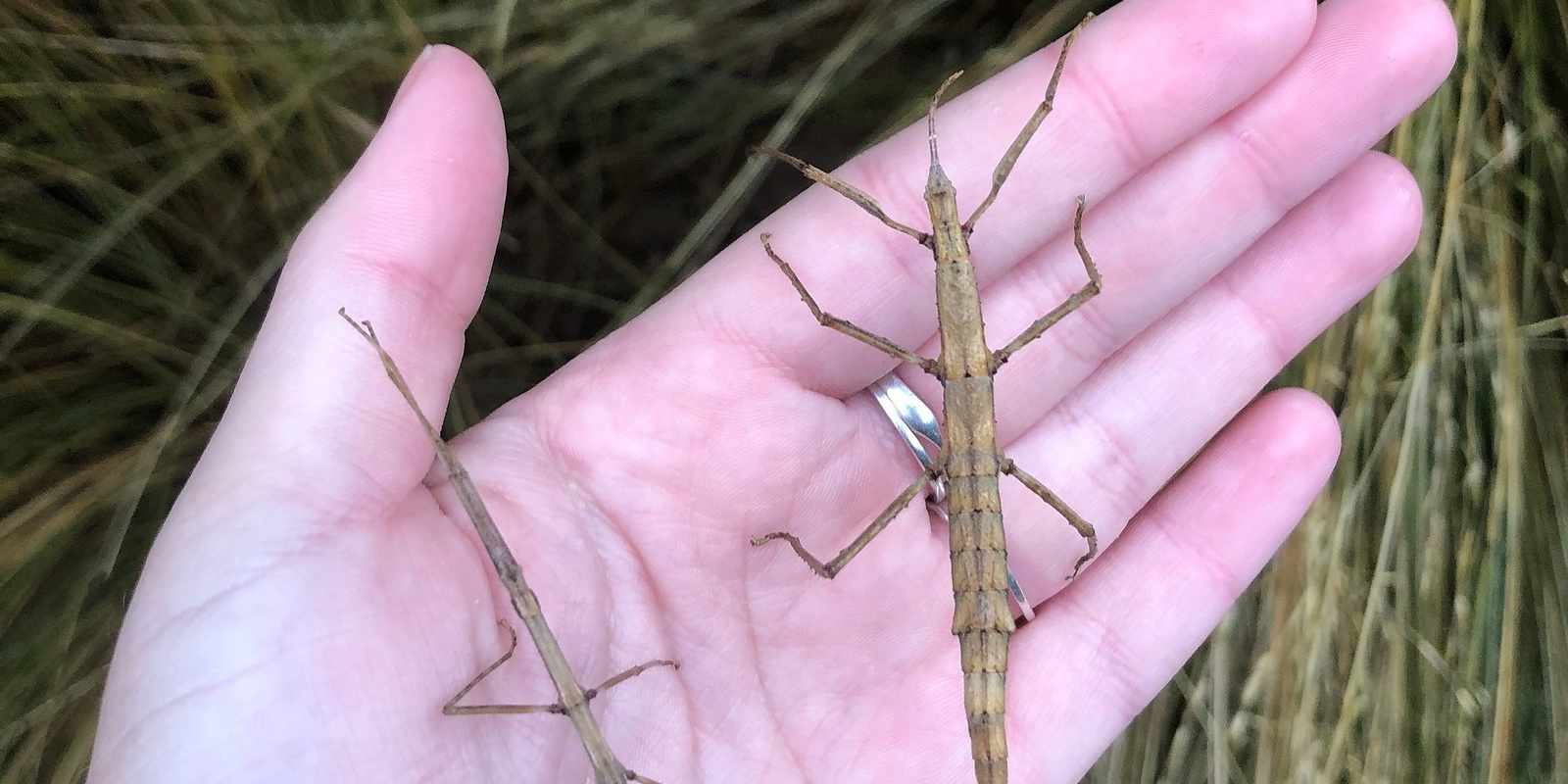 Banner image for The Hidden Lives of Stick Insects