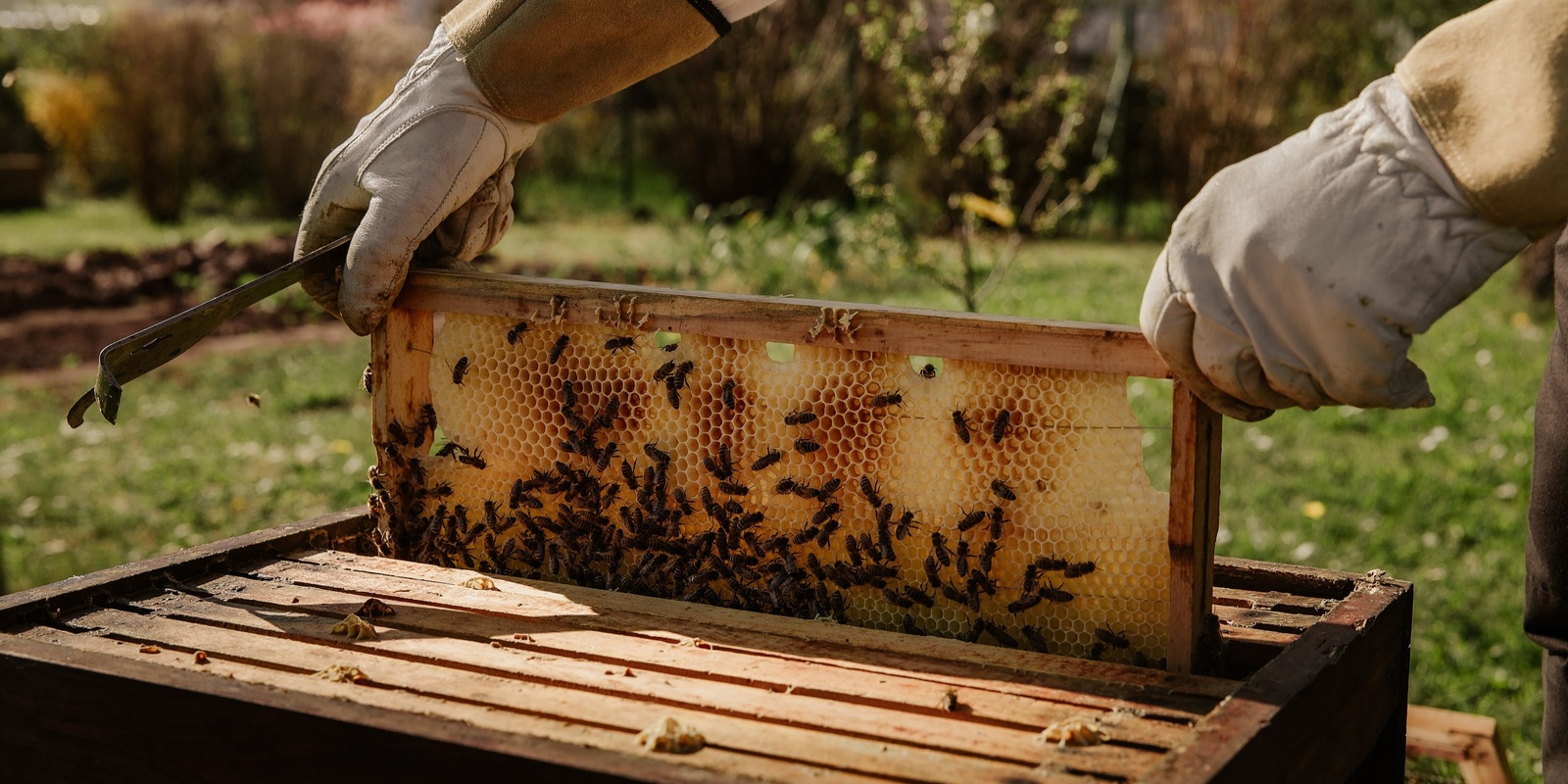 Banner image for Beekeeping 103: Beehive Rescue and Honey Harvesting