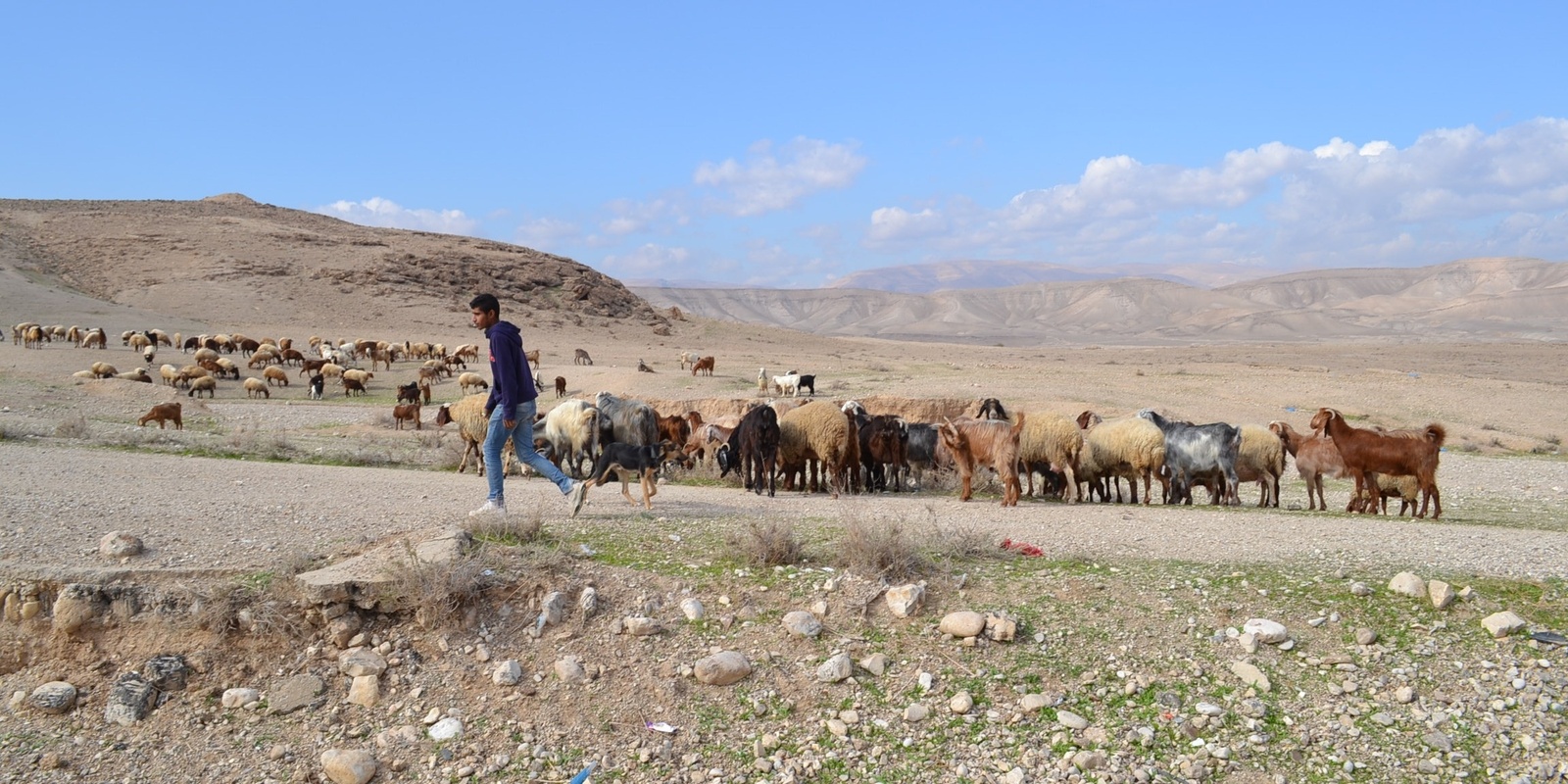 Banner image for Settling Nature: The Conservation Regime in Palestine-Israel