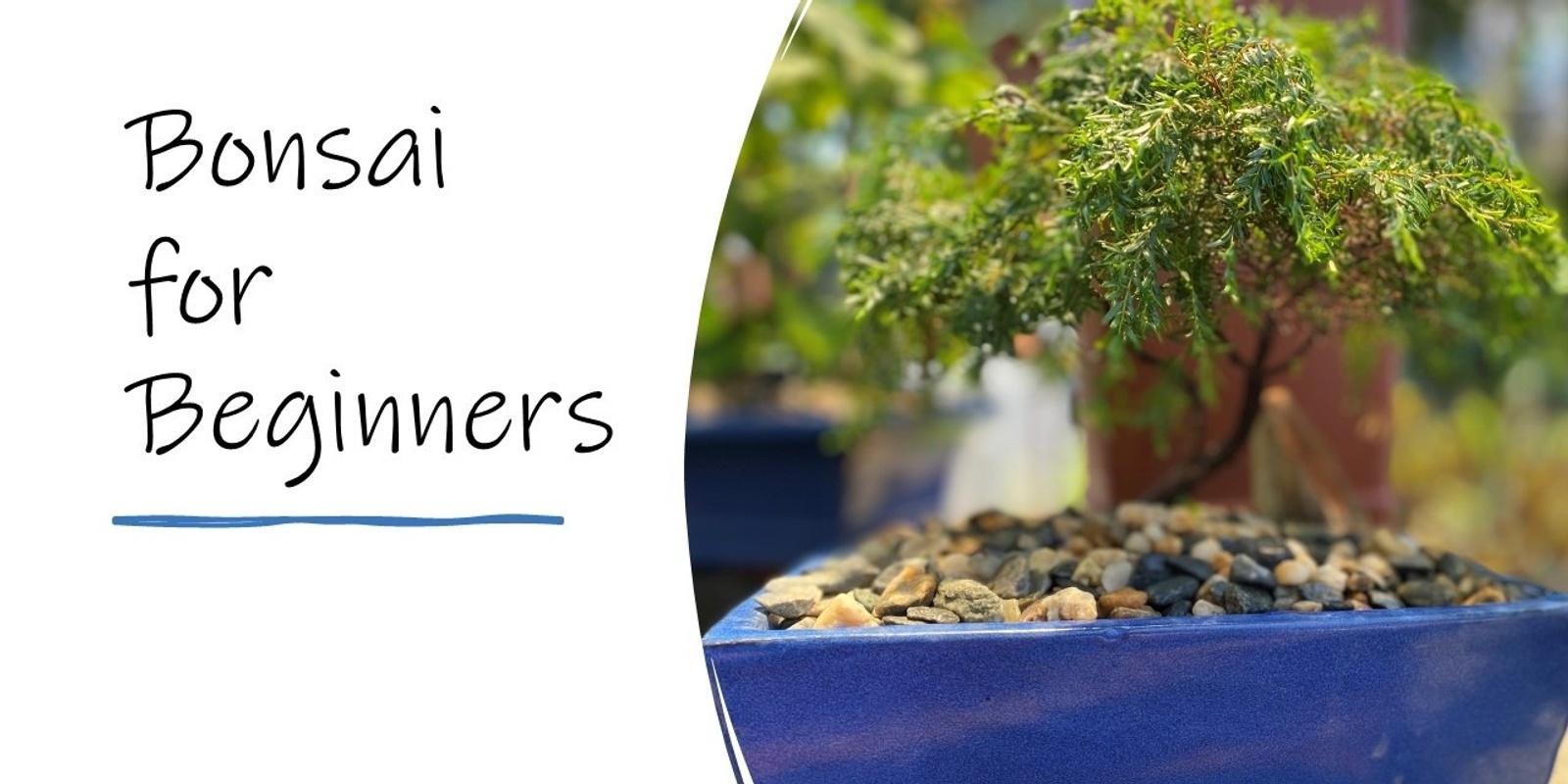 Banner image for Bonsai for Beginners