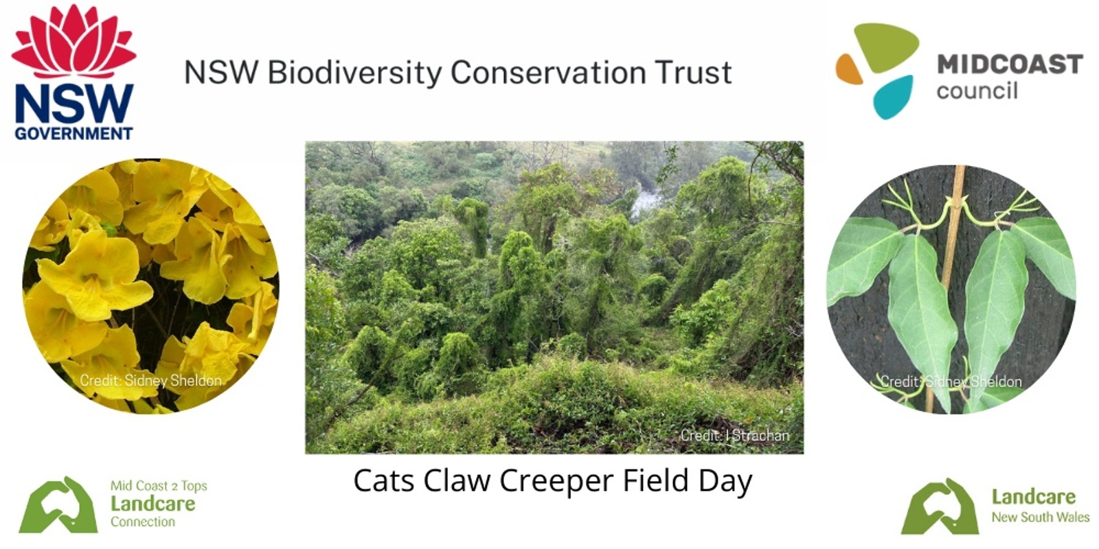 Banner image for Cats Claw Creeper Field Day