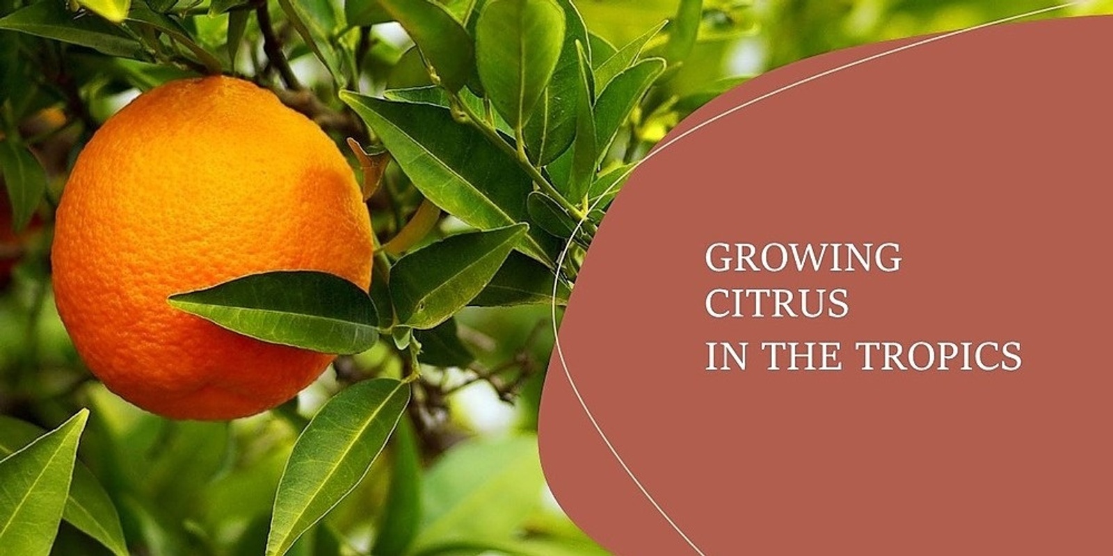 Banner image for Growing Citrus in the Tropics